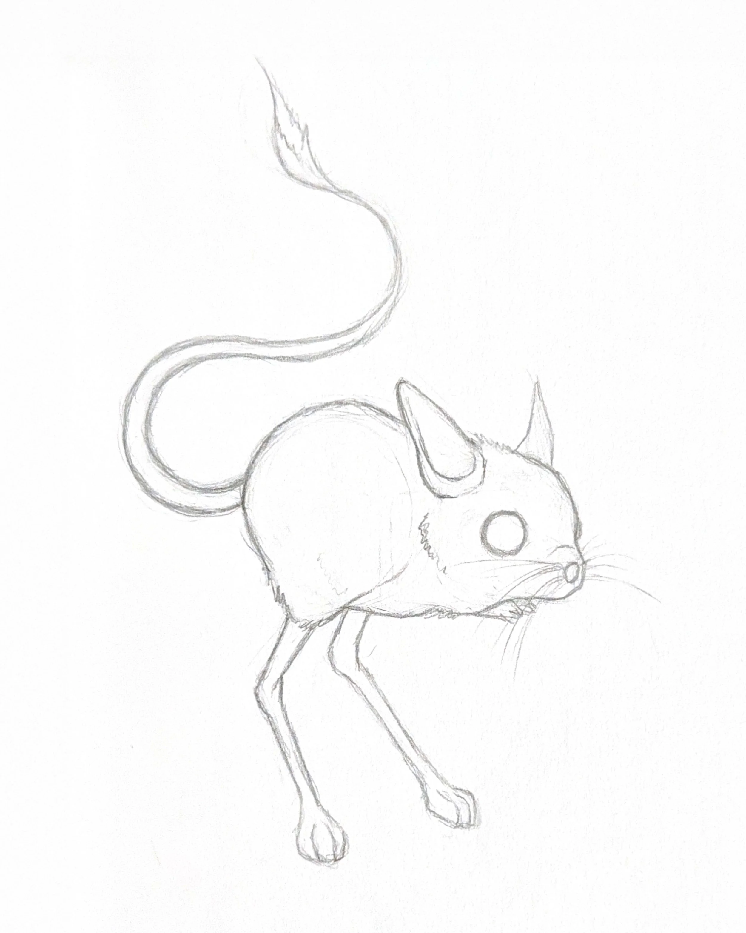 Australian Desert Mouse