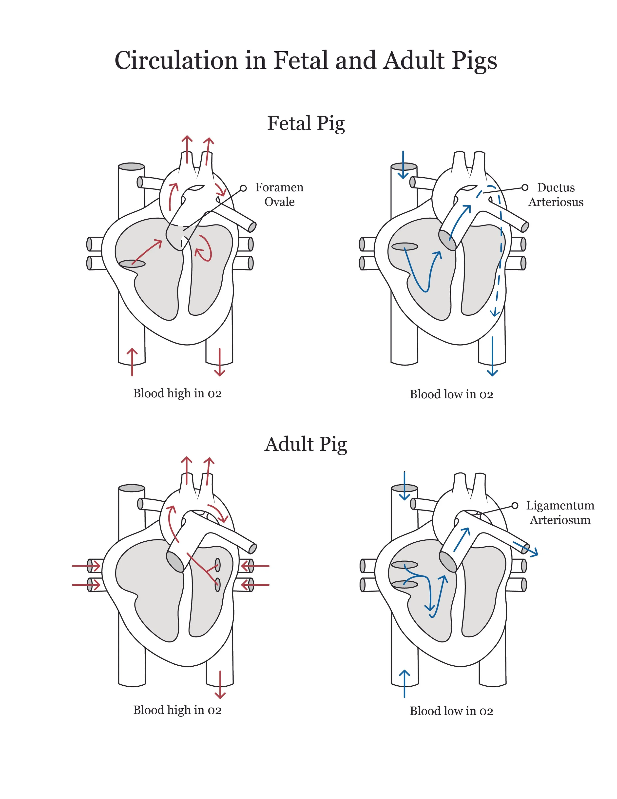 Fetal pig dissection manual showing circulation in fetal and adult pigs. 