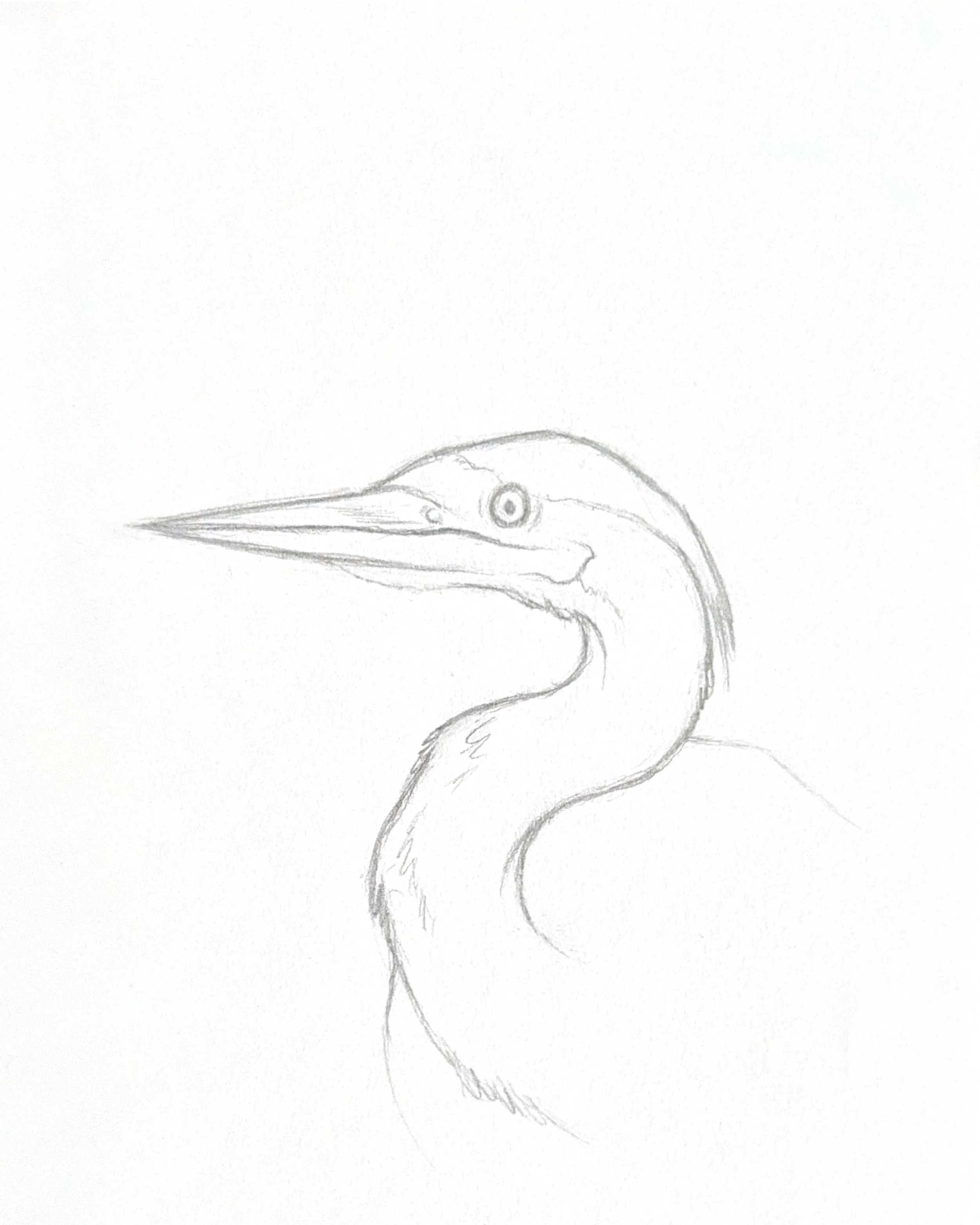 Heron