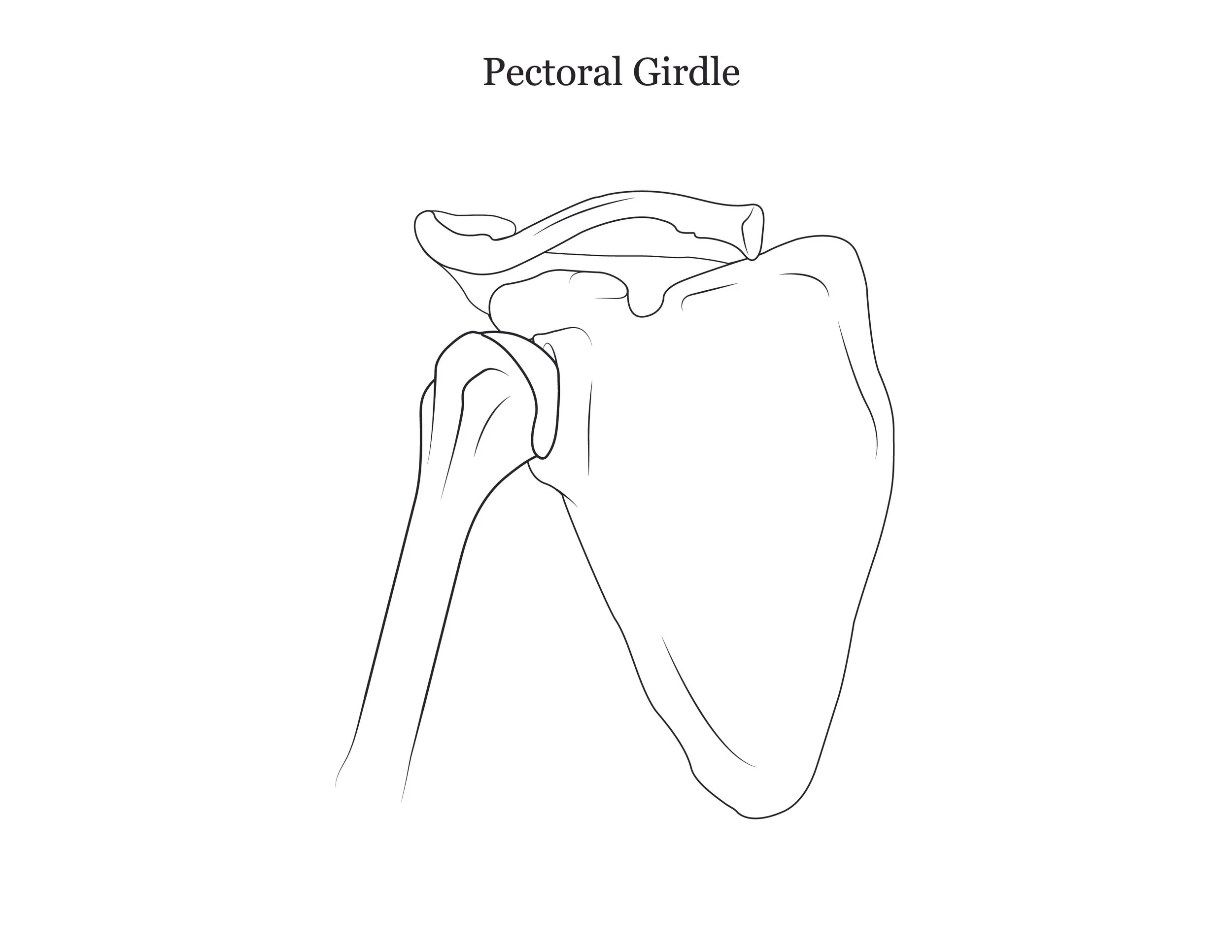 Lab dissection manual showing the human pectoral girdle. 