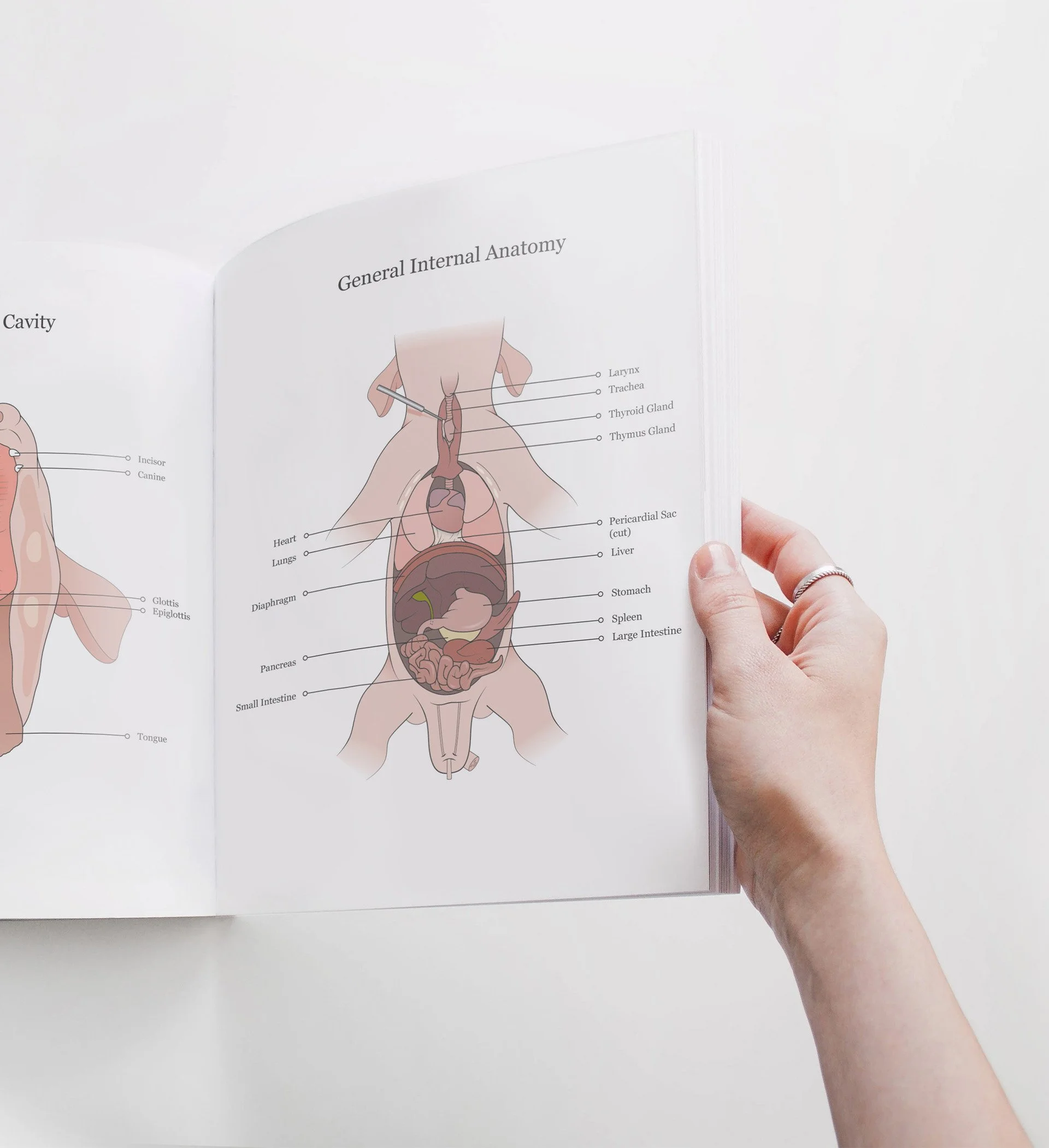 Hand holding an open dissection manual. The page features anatomical illustrations of the general internal anatomy of a fetal pig specimen.