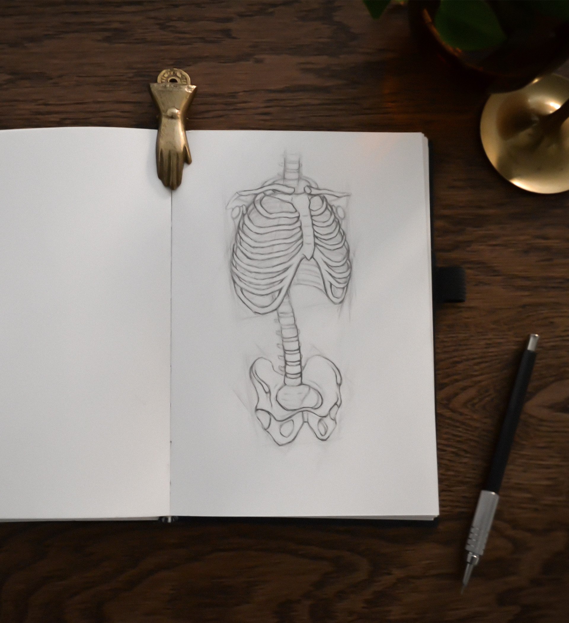 Open sketchbook showing an illustration of a human ribcage and spine.