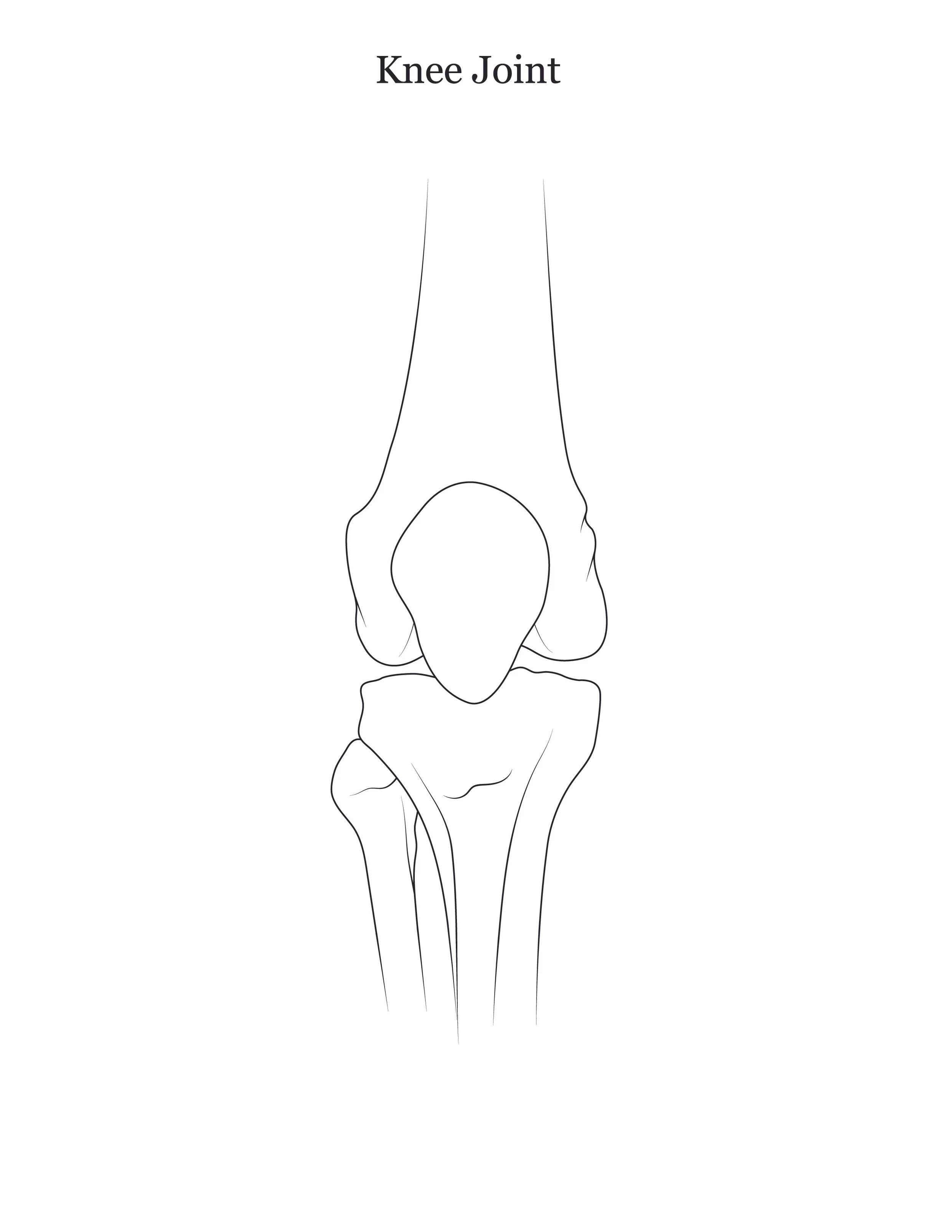 Lab dissection manual showing a human knee joint. 