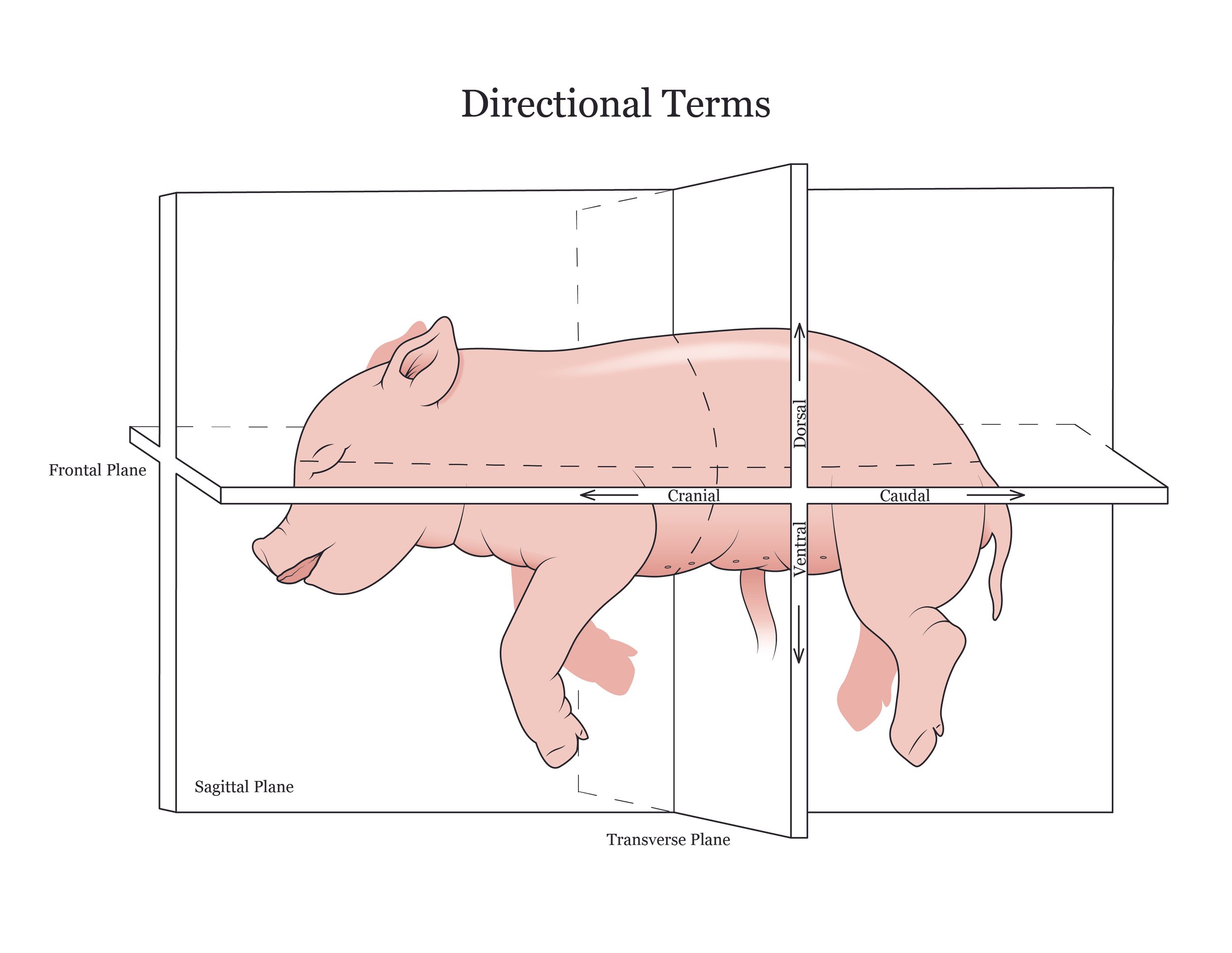 Fetal pig dissection manual showing directional terms.