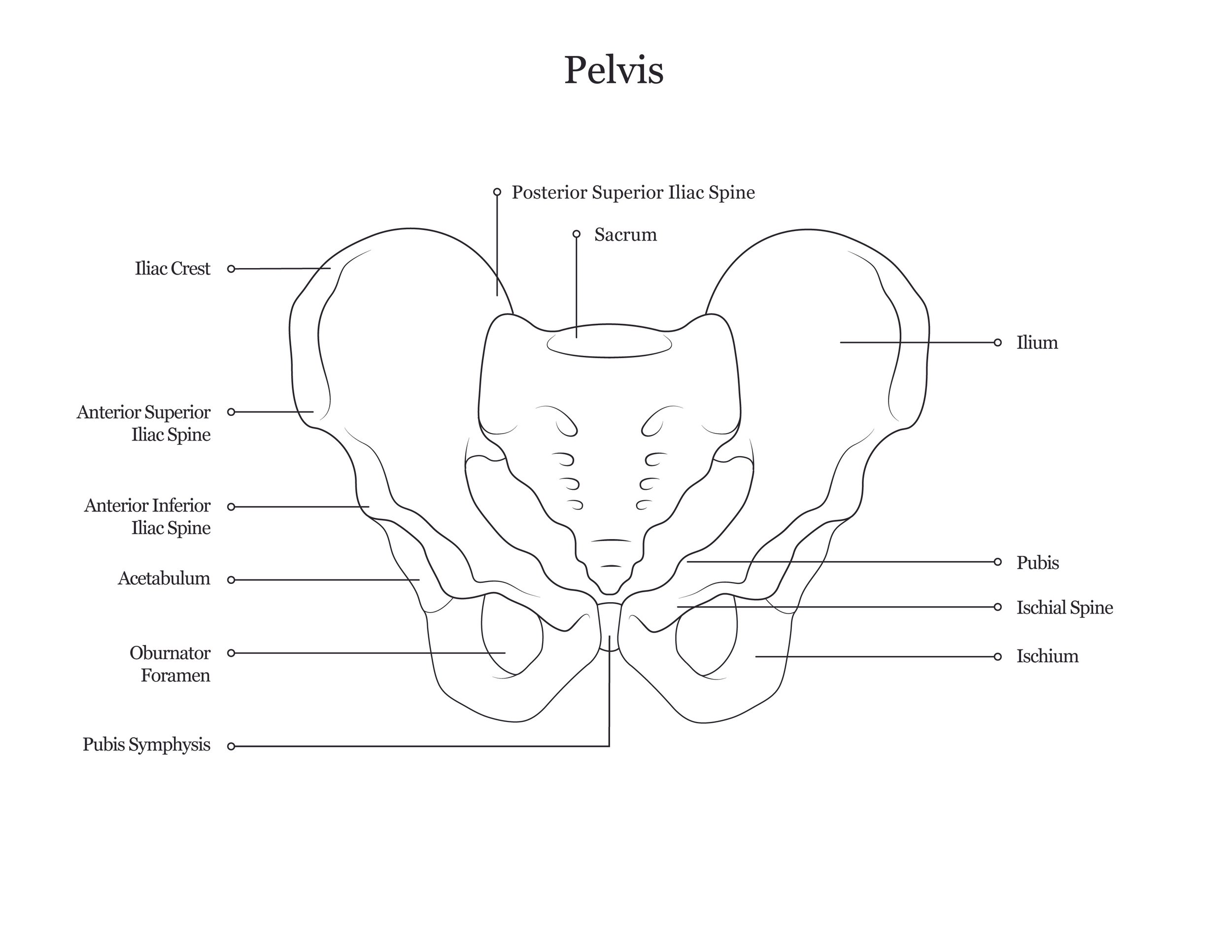 Lab dissection manual showing a human pelvis. 
