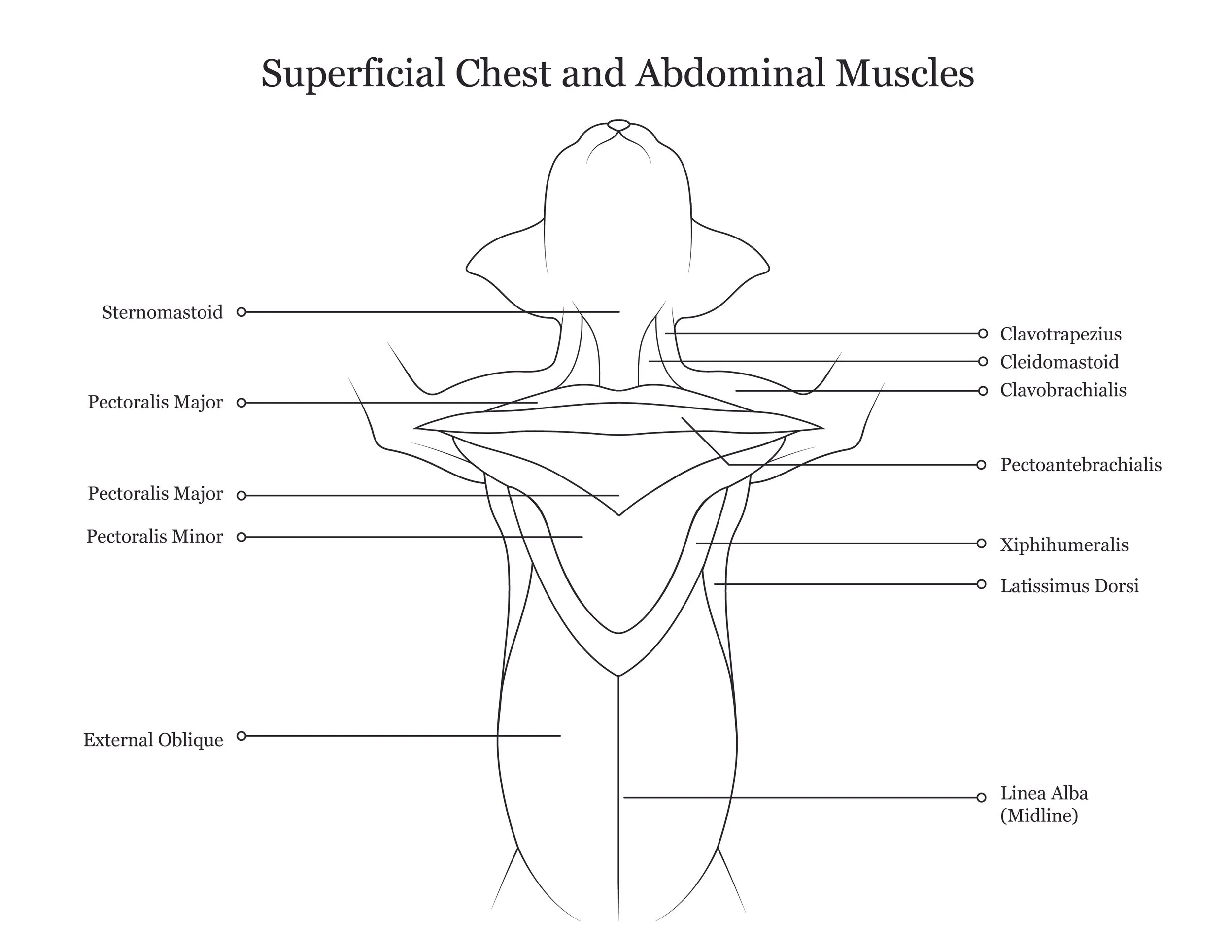 Cat dissection manual showing superficial chest and abdominal muscles. 