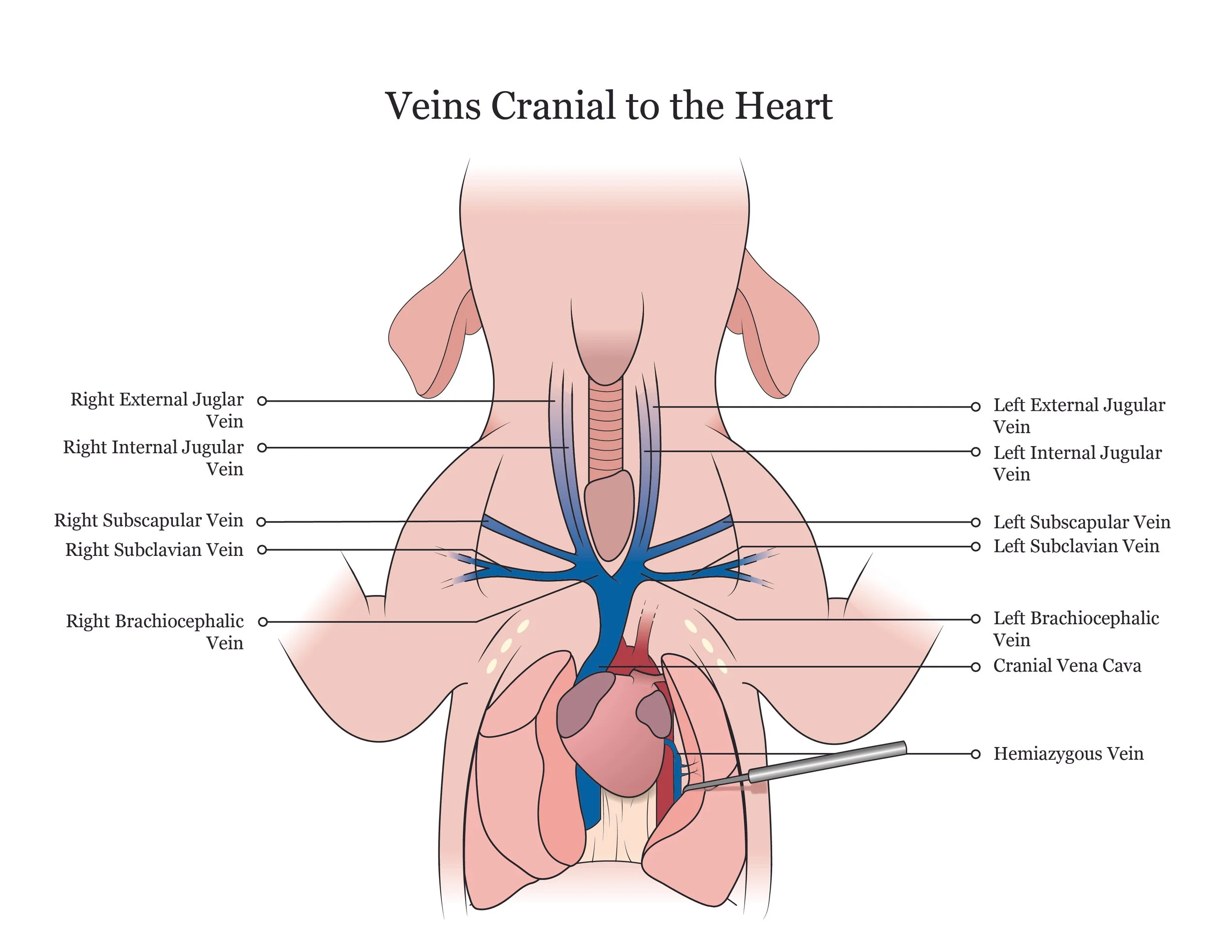 Fetal pig dissection manual showing veins cranial to the heart. 