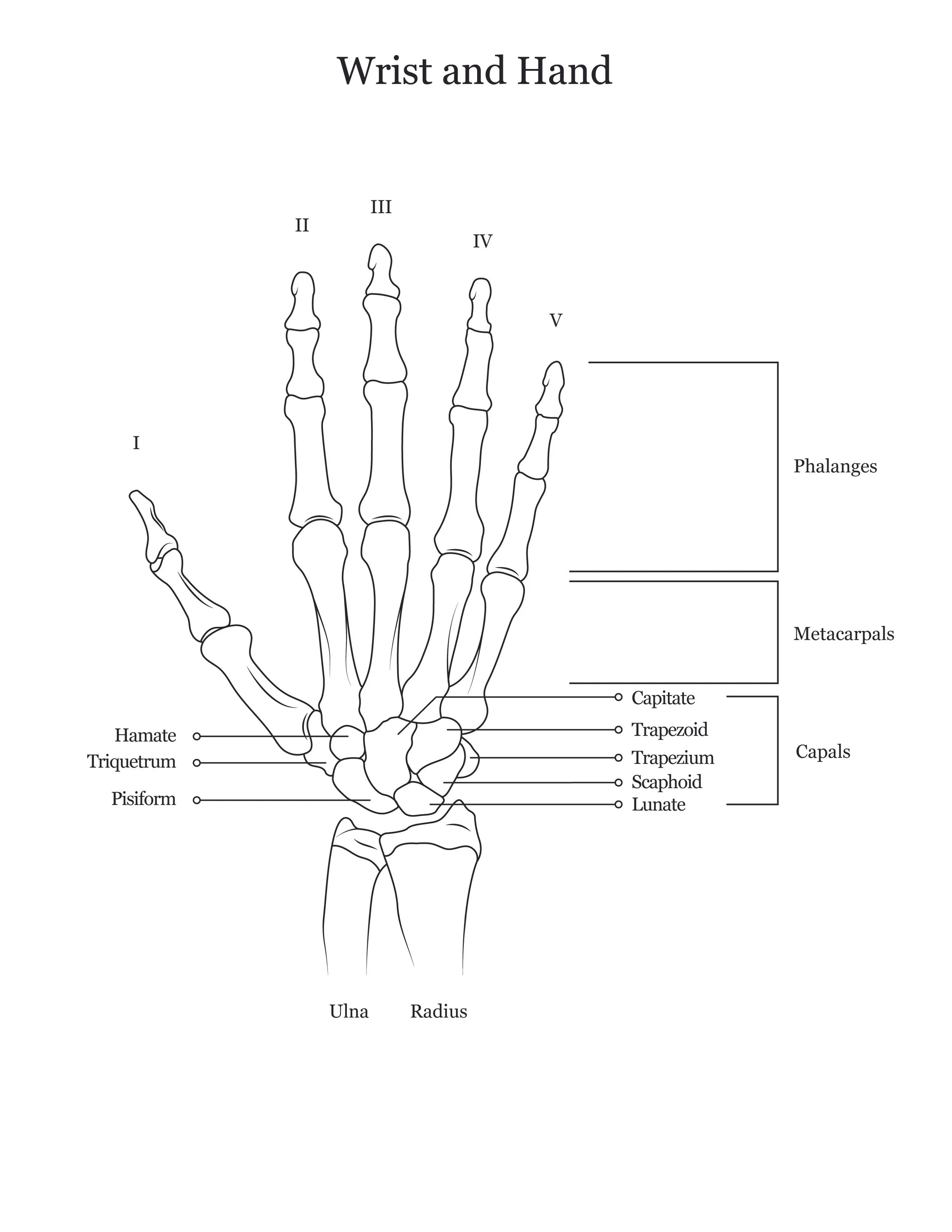 Lab dissection manual showing a human wrist and hand. 