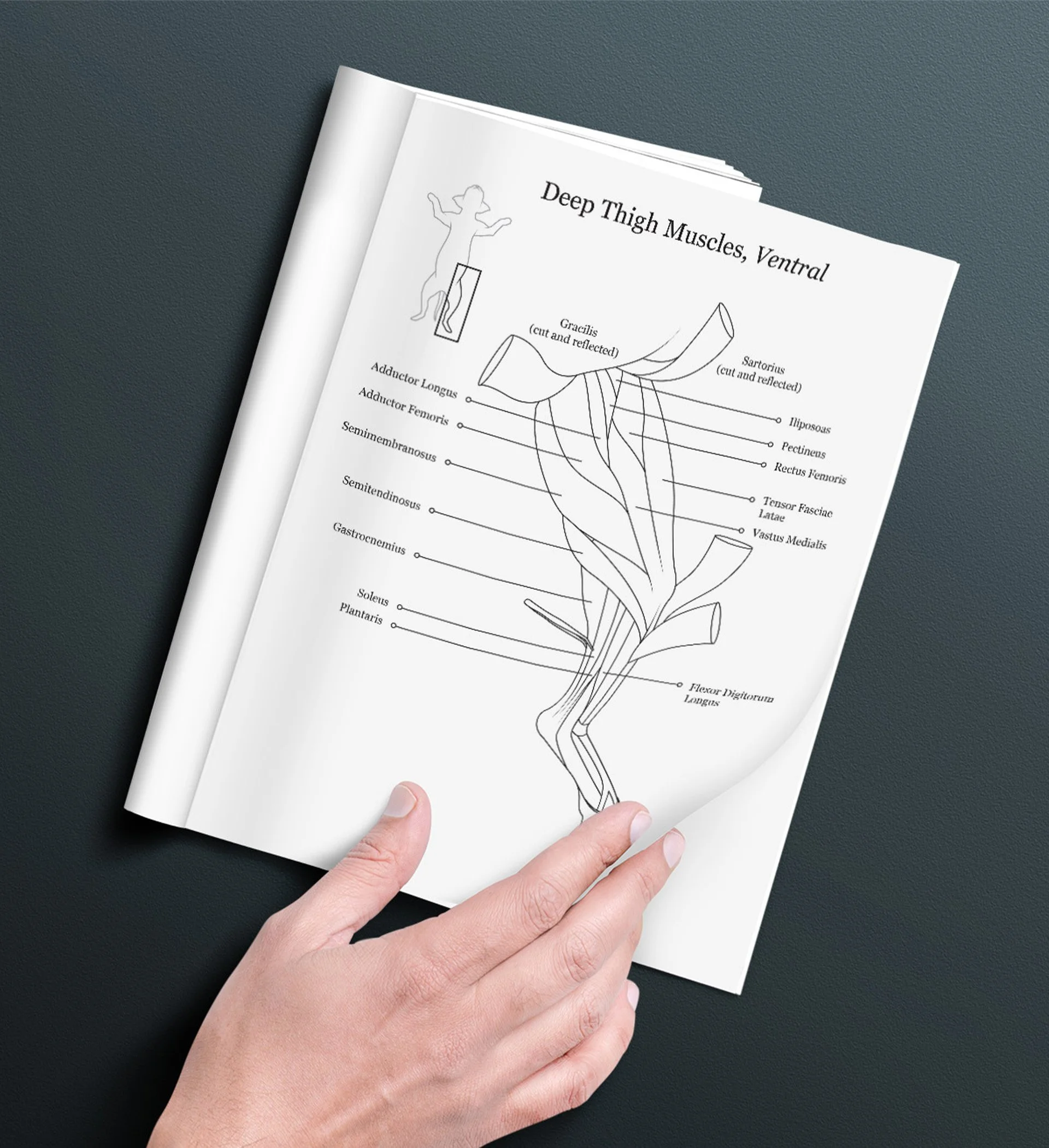 Hand holding an open dissection manual. The page features an anatomical illustration of the deep chest and abdominal muscles of a cat specimen.