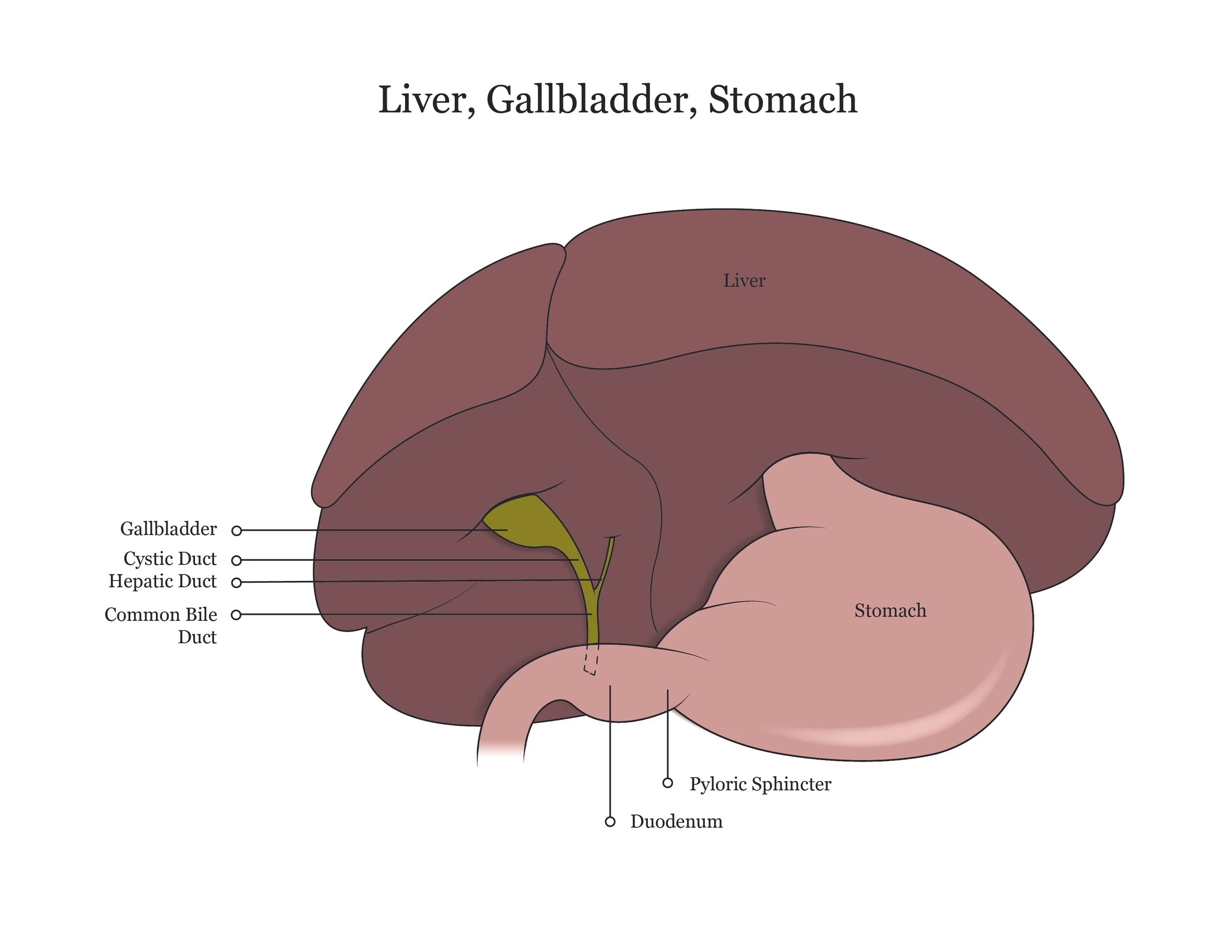 Fetal pig dissection manual showing the liver, gallbladder and stomach.