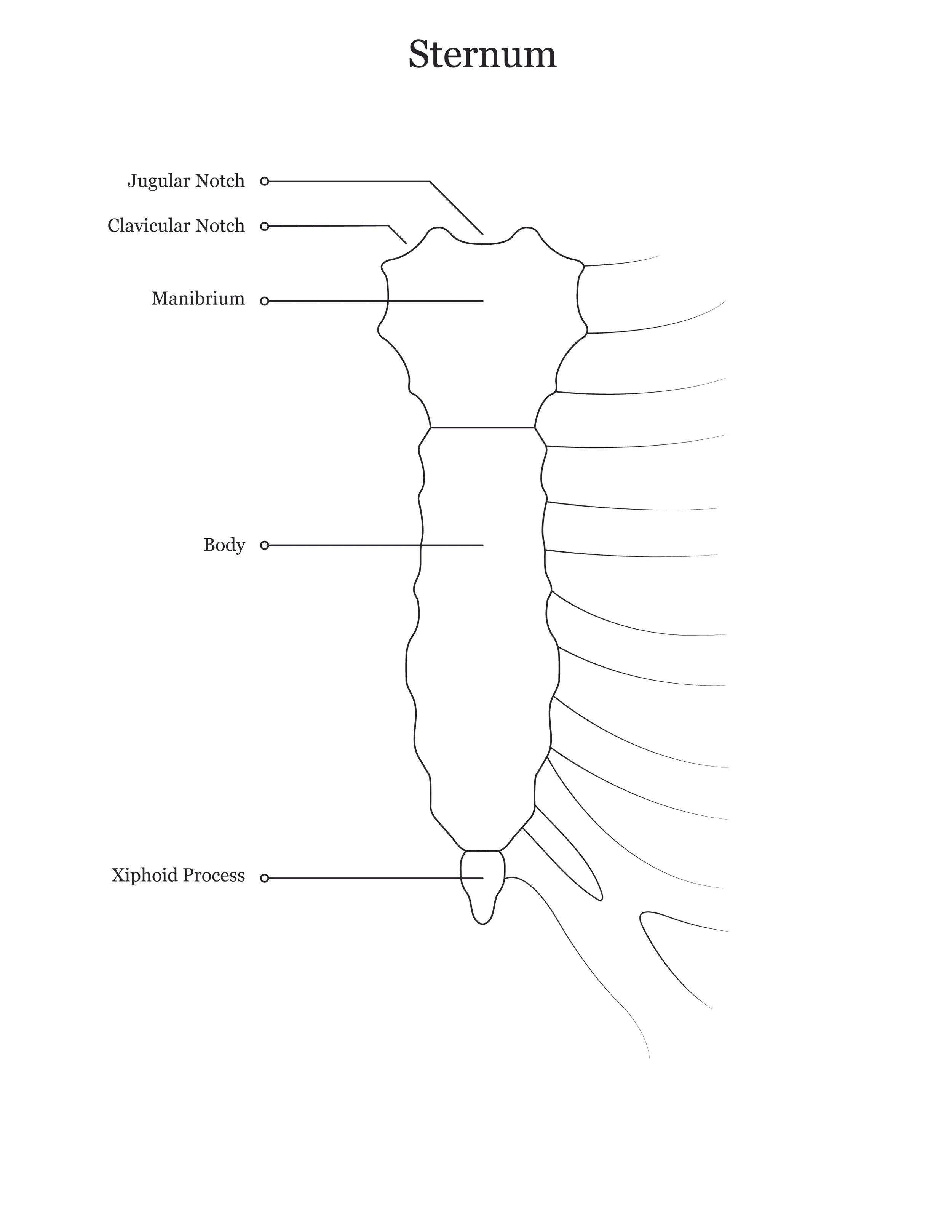 Lab dissection manual showing a human sternum. 