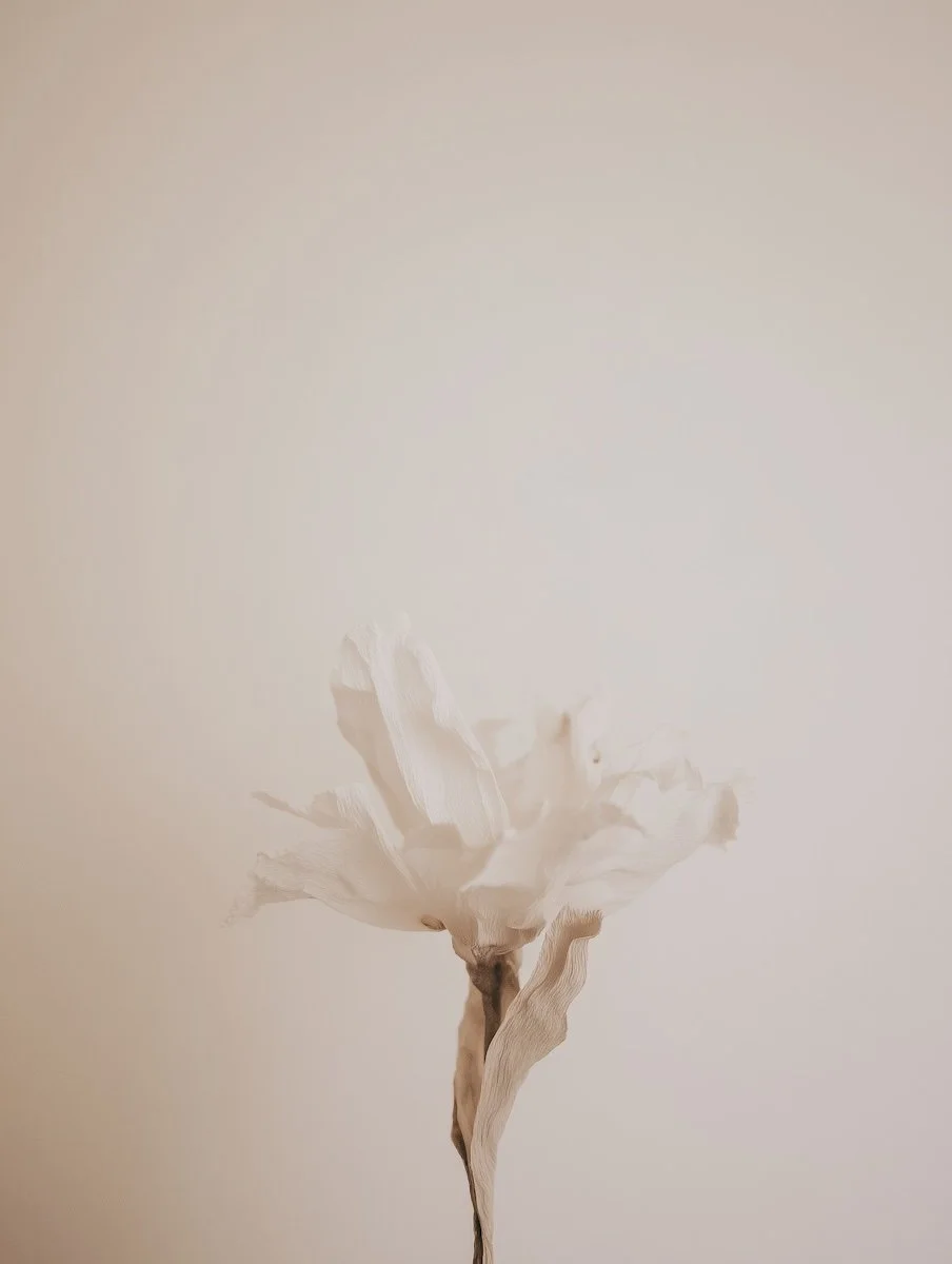 Single white flower with a brown stem against a plain beige background.