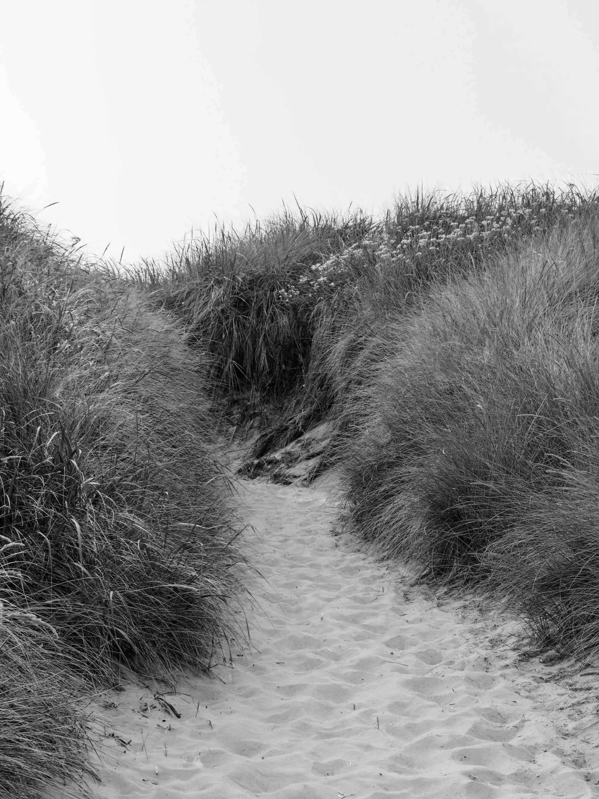 A sandy pathway through grassy dunes with taller grass and flowers on either side, leading toward an overcast sky.