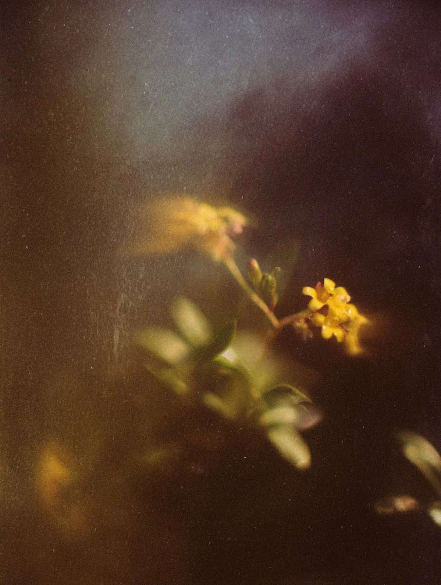 Close-up of small yellow flowers with green leaves on a dark background.