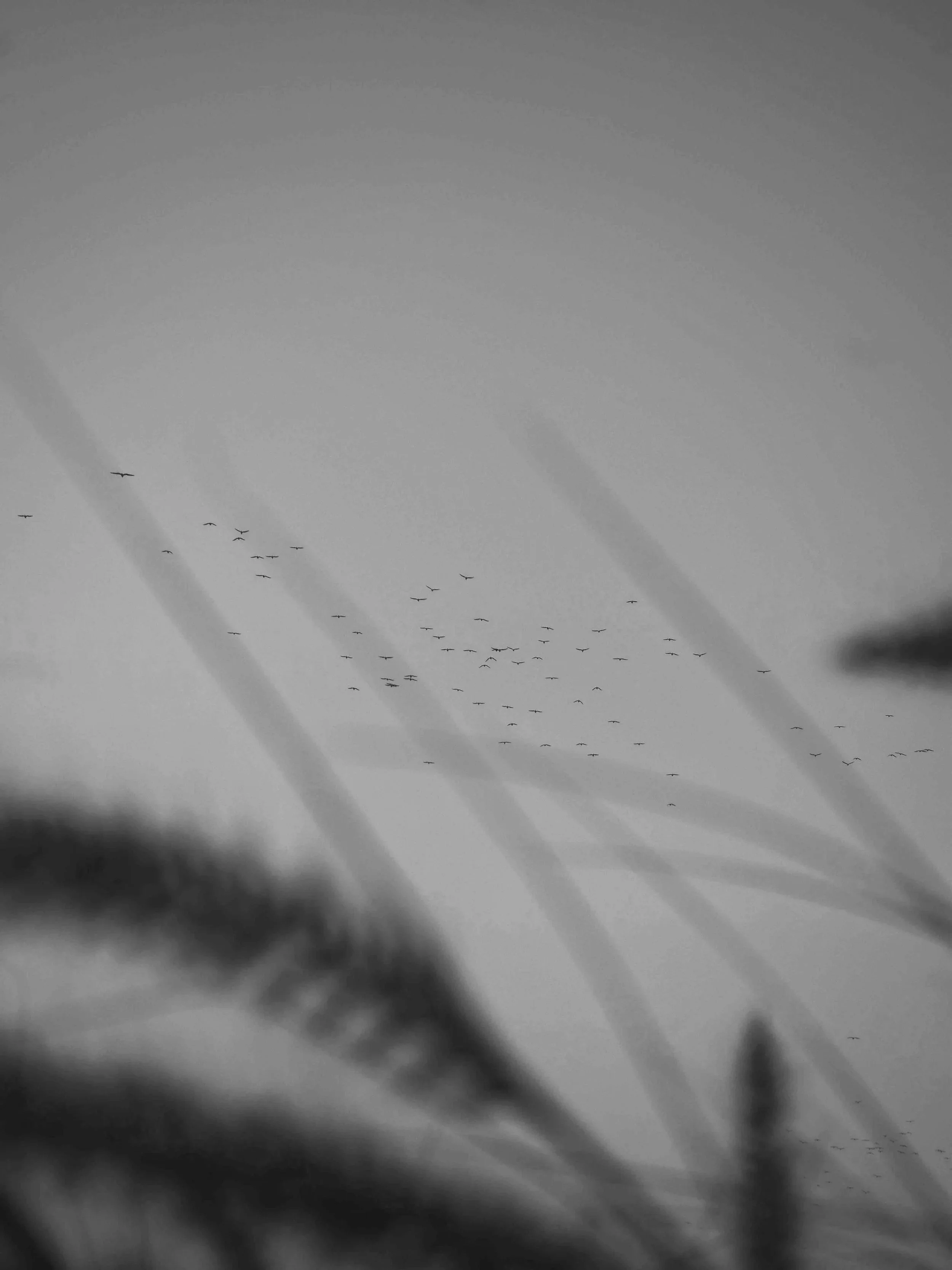 A flock of birds flying in the sky during daytime.