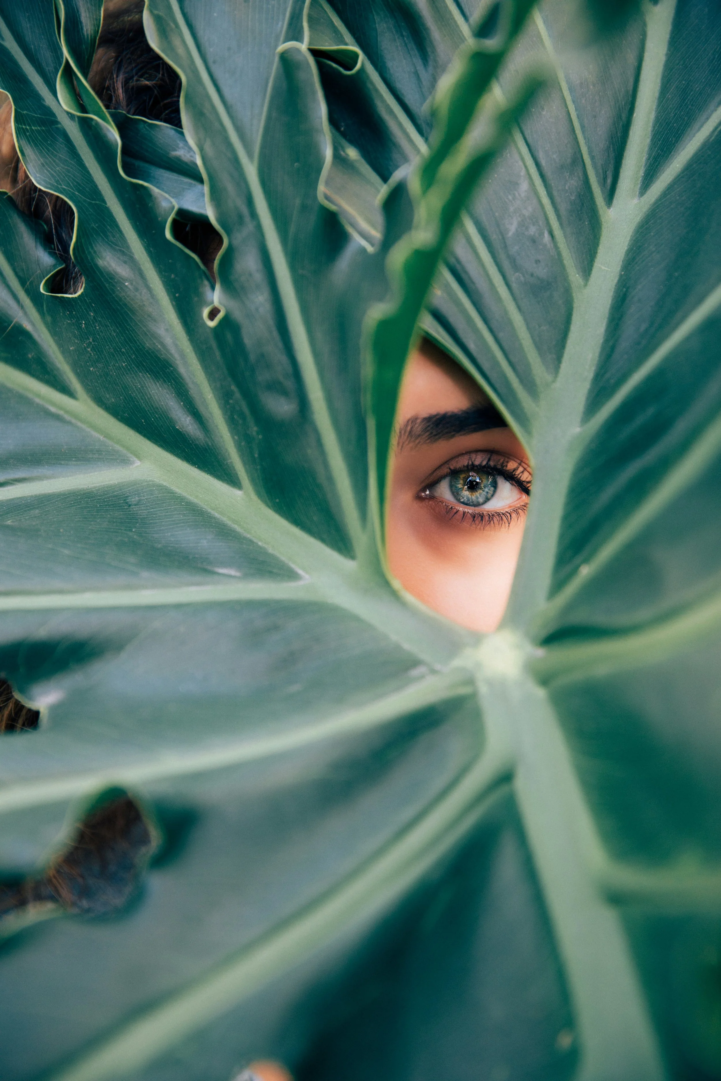 Close-up of a person's face partially visible through a hole in a large green leaf, showing one blue eye.