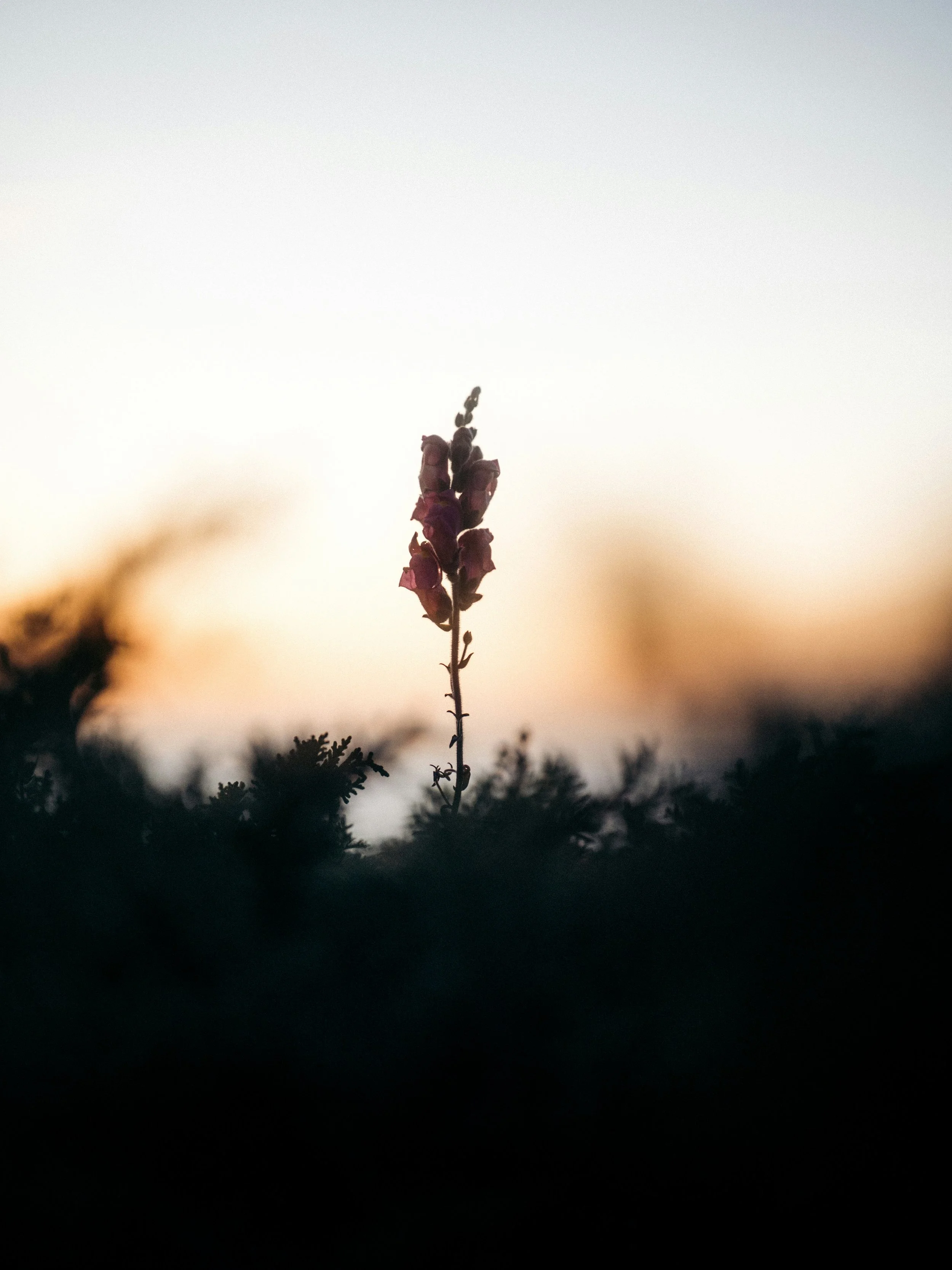 A single purple flower on a thin stem stands against a soft, blurry sunset background with silhouetted bushes in the foreground.