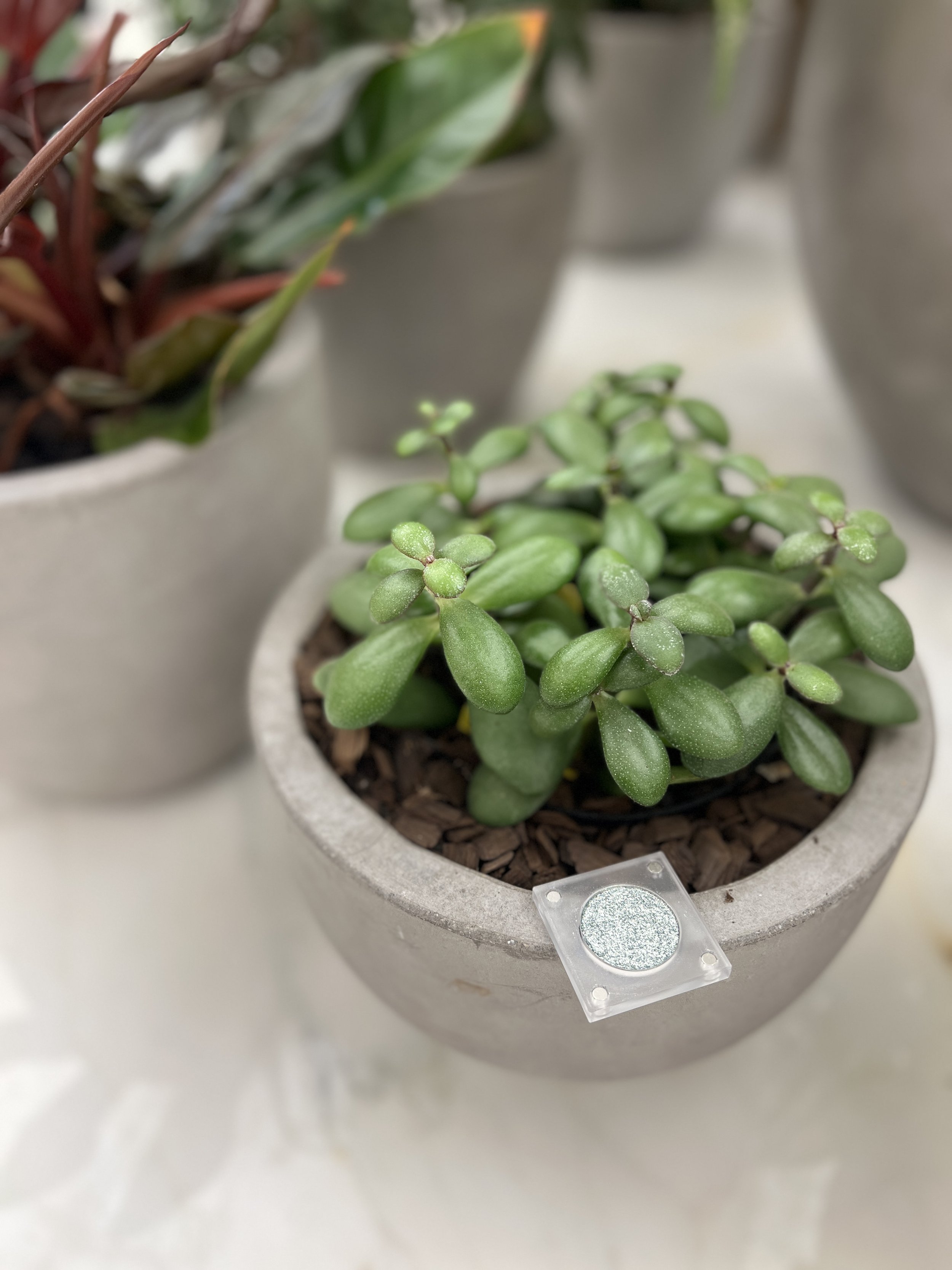 Resilient Motion, a pale mint-silver metallic eyeshadow, resting on the rim of a concrete pot with a jade plant.