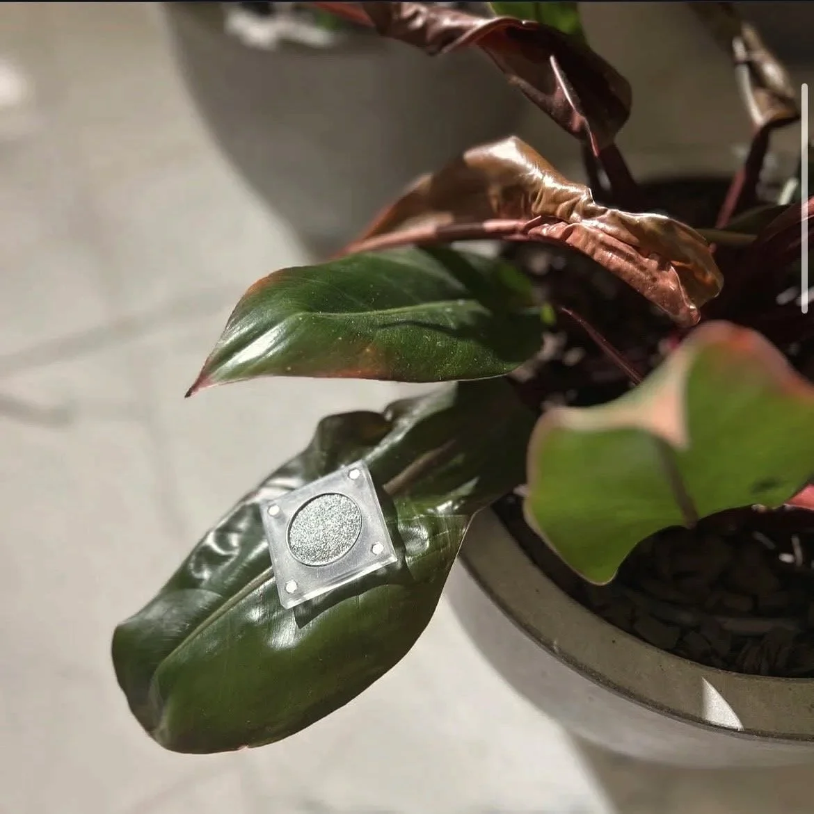 High-pigment aqua-teal metallic eyeshadow named Resilient Motion in transparent magnetic case by The Imperfectionist.