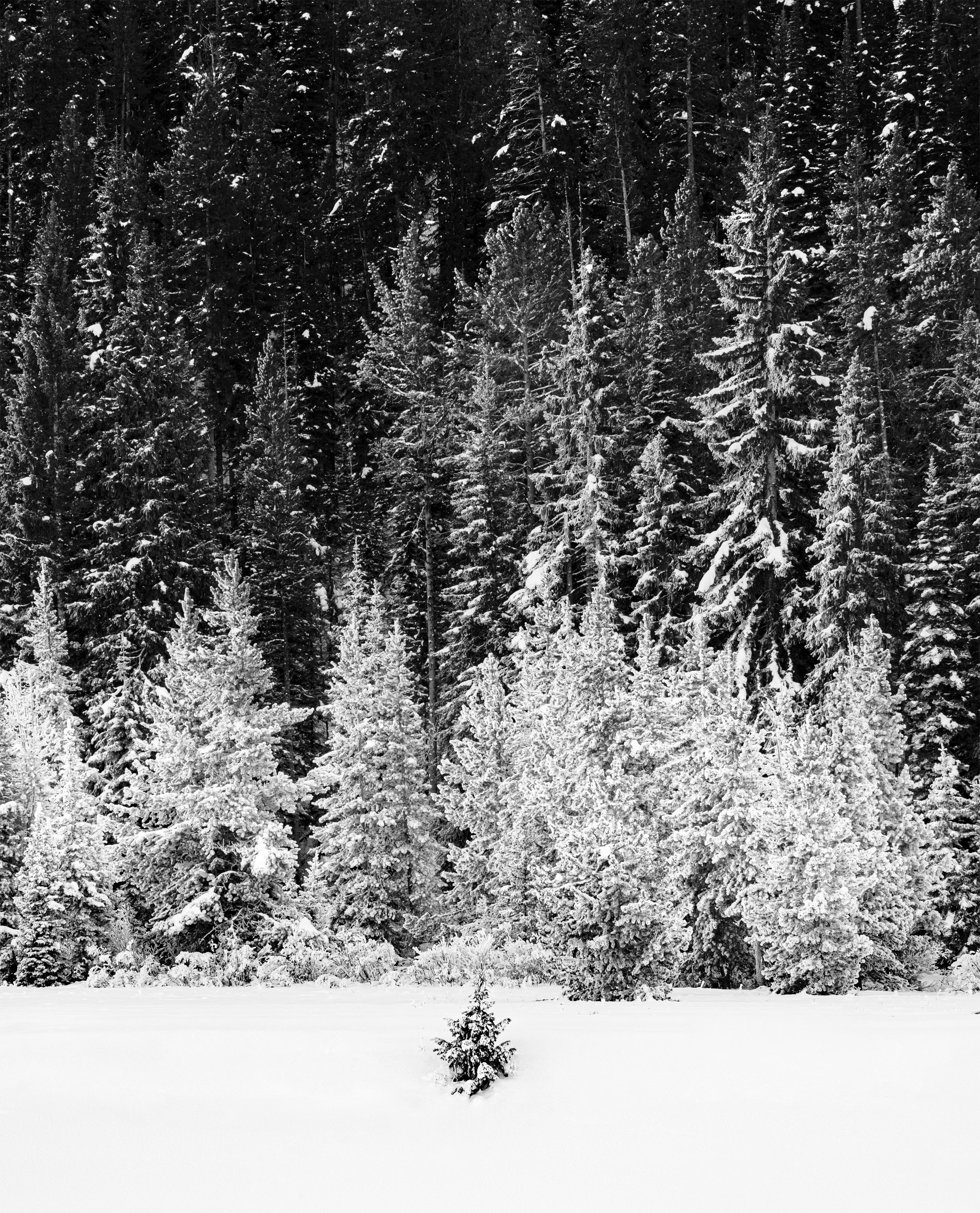 saenz_a_nature_1 copy.jpg