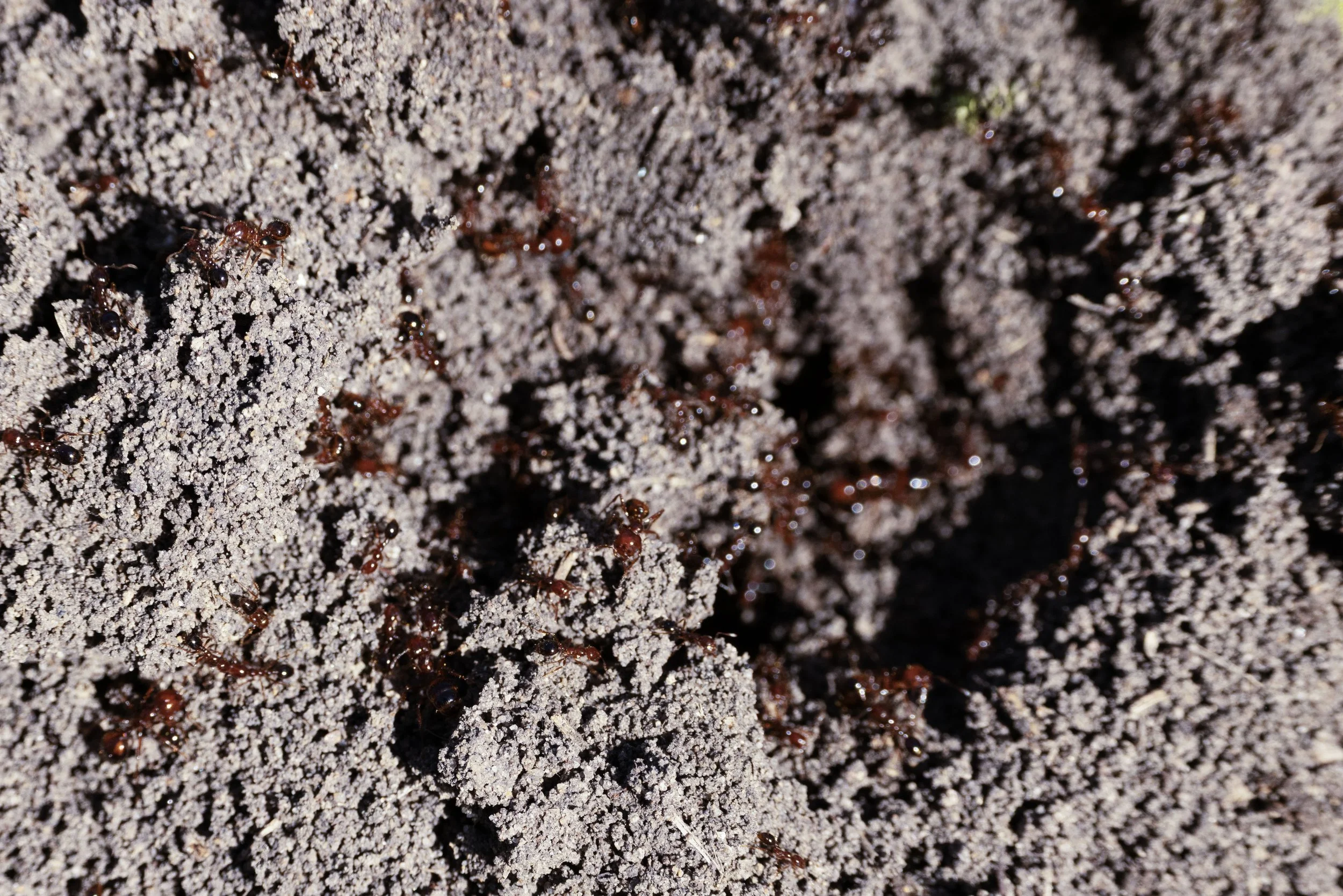 0N1A0350 copy.jpg