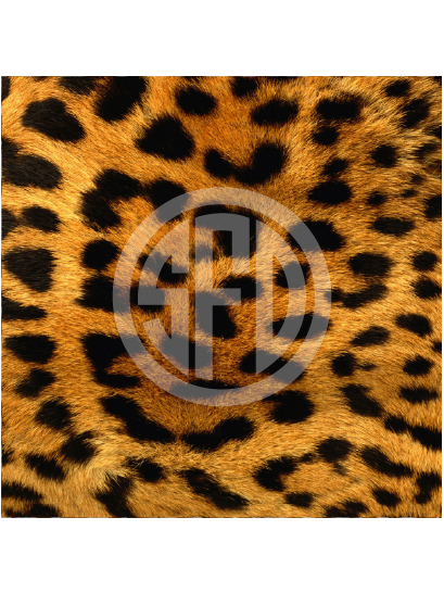 leopard-02-regular.png