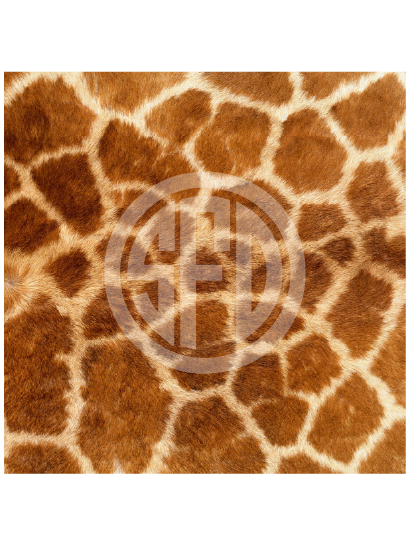 giraffe-02.png