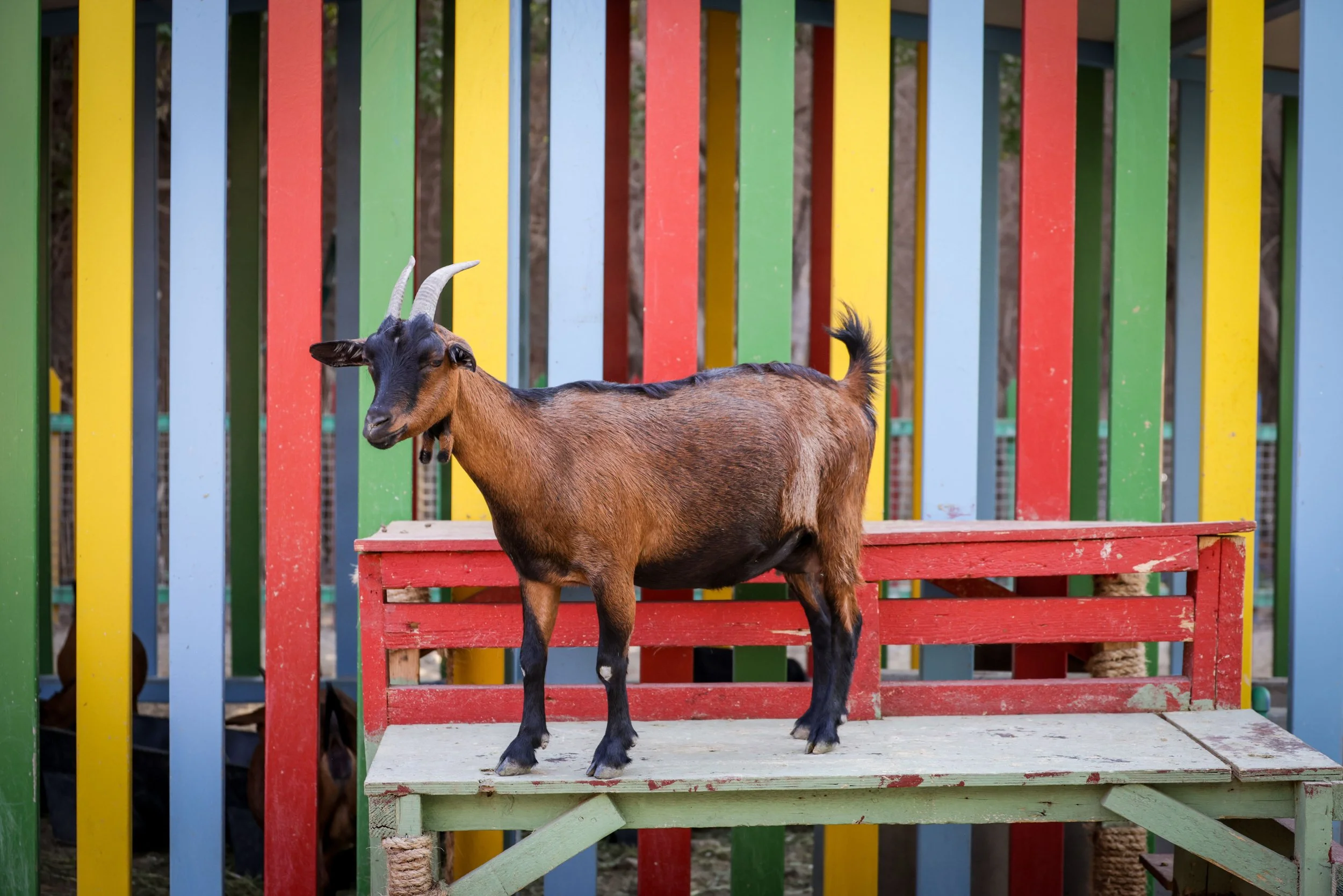 Brown goat with small horns standing on a weathered red and green wooden bench in front of colourful vertical stripes, representing the Fire Goat year 2027