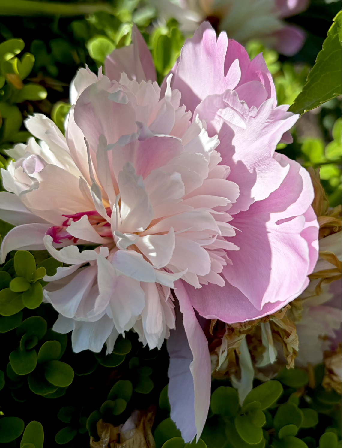Close-up of a pink and white peony flower with green leaves in background.
