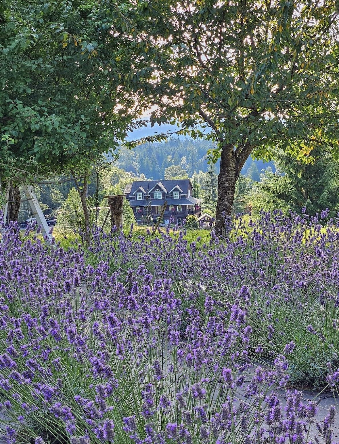 A scenic view of a house surrounded by lush trees and purple lavender flowers in the foreground, with forested hills and a clear sky in the background.