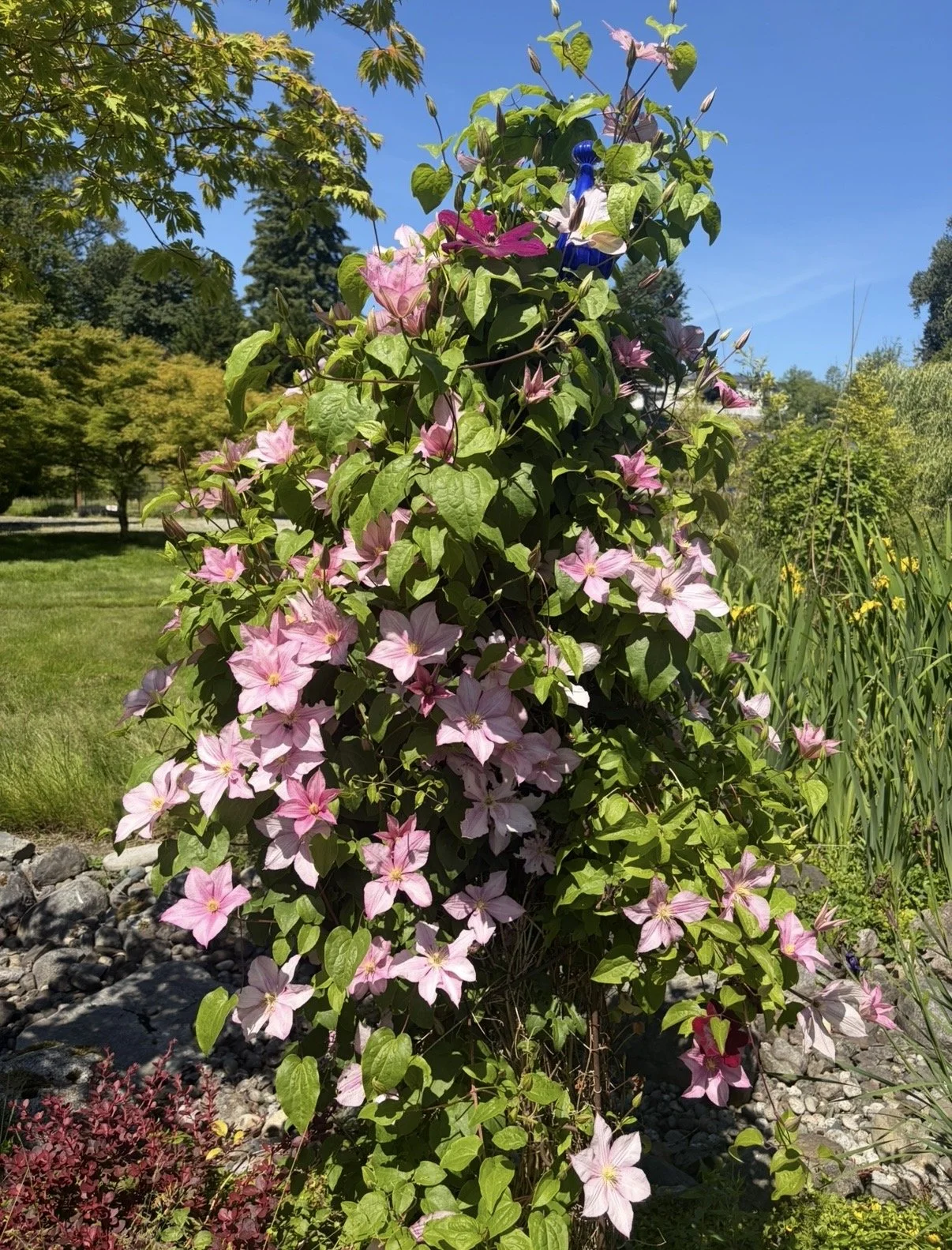 Pink and white clematis flowers growing on a tall bush in a garden, with green leaves and a blue sky in the background.