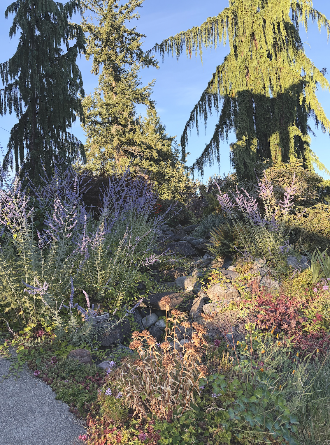 A garden with various plants and flowers, including purple and pink blossoms, next to a concrete pathway. Tall evergreen trees and a clear blue sky are in the background.