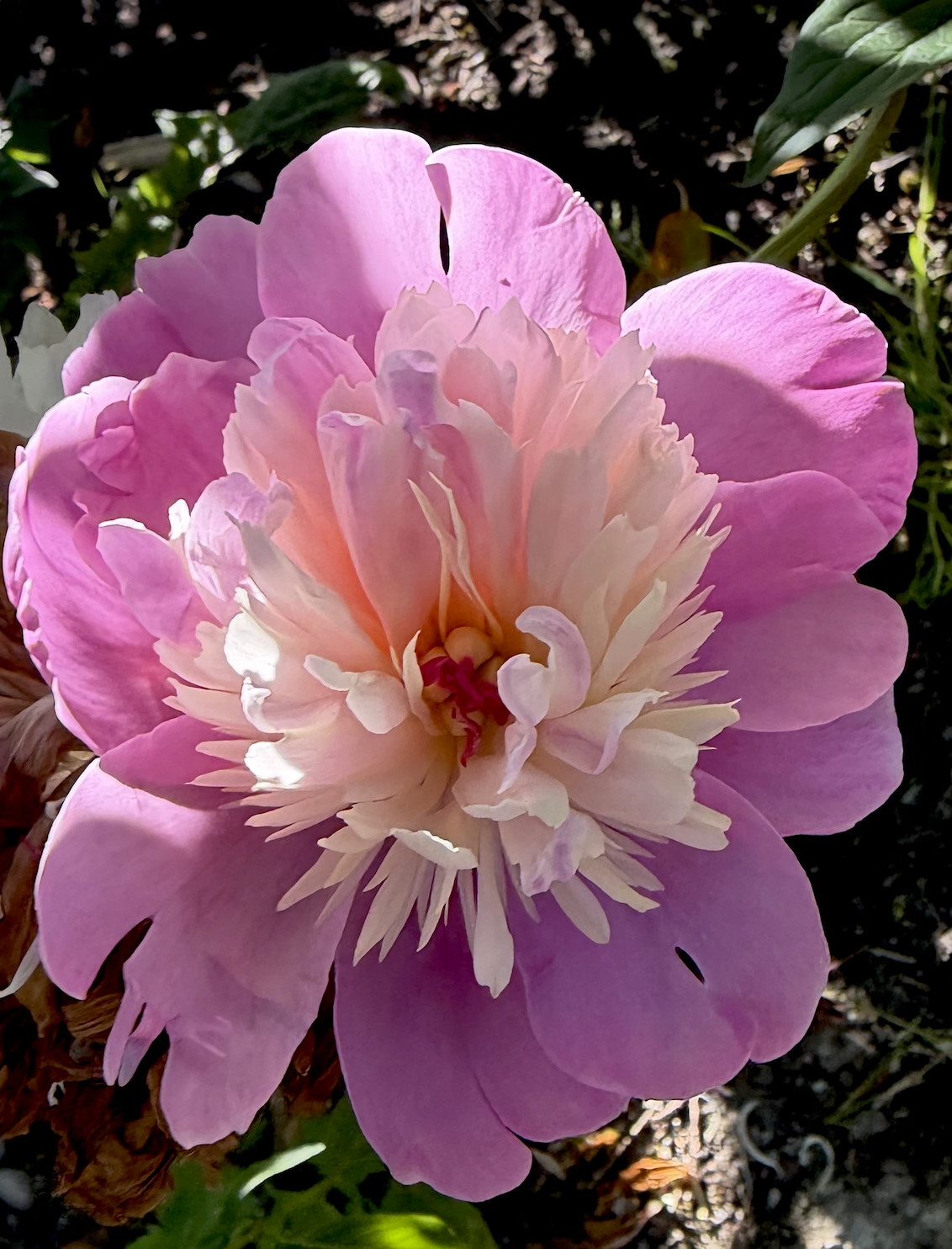 Close-up of a pink and white peony flower in full bloom with layered petals.