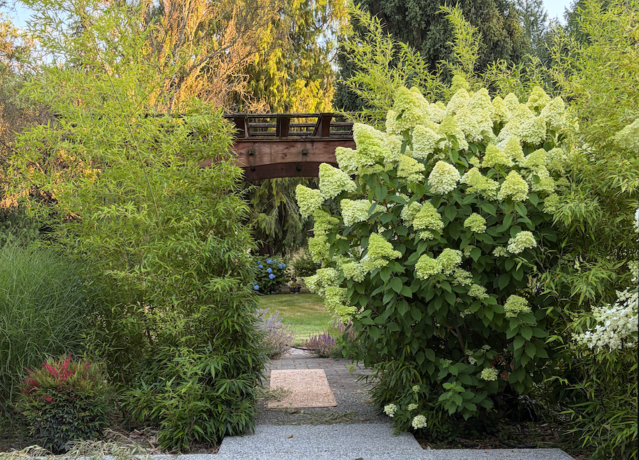A garden pathway surrounded by lush green plants and white flowering bushes, with a wooden bridge visible in the background.