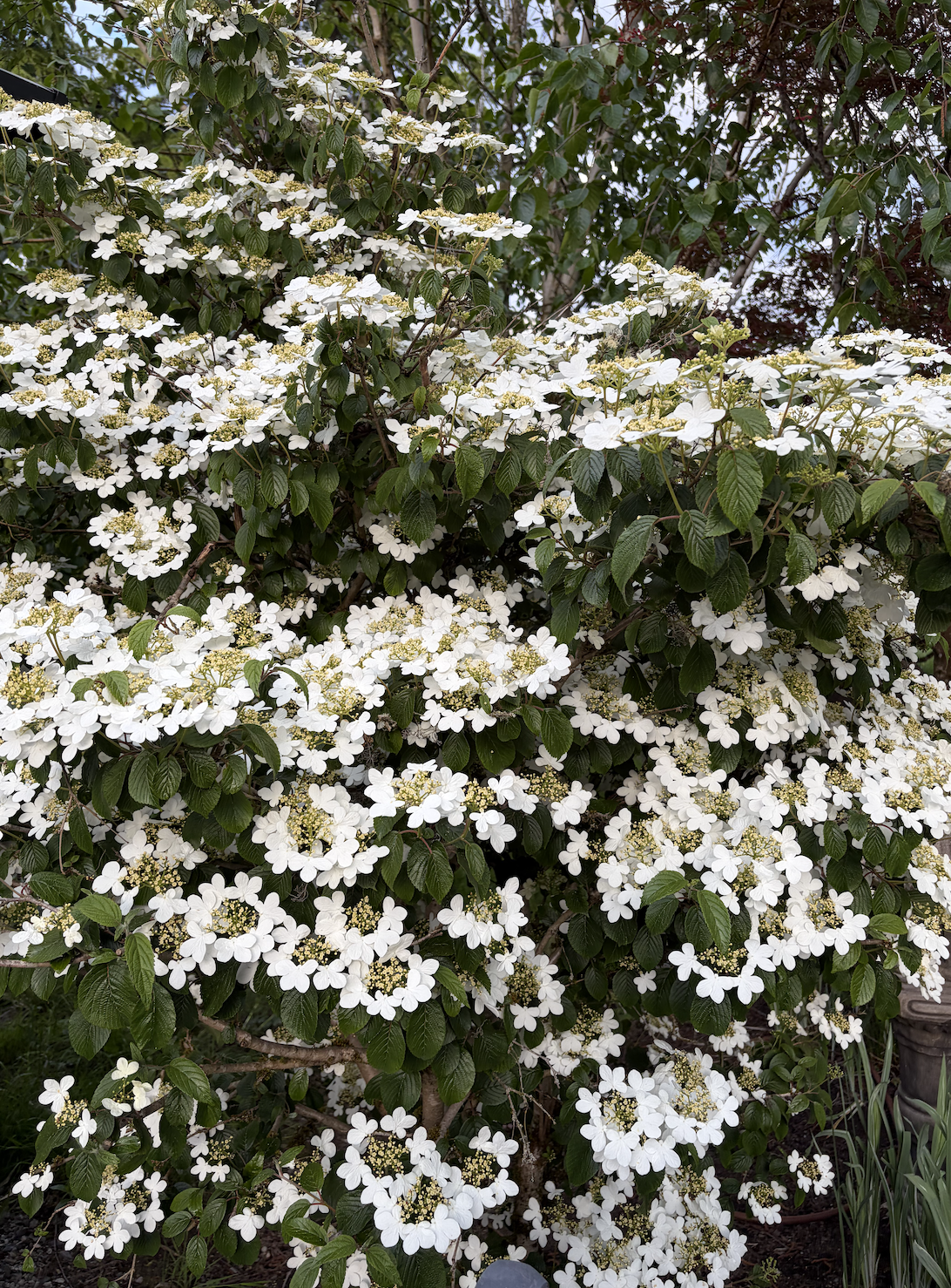 A flowering shrub with numerous small white blossoms and dark green leaves.
