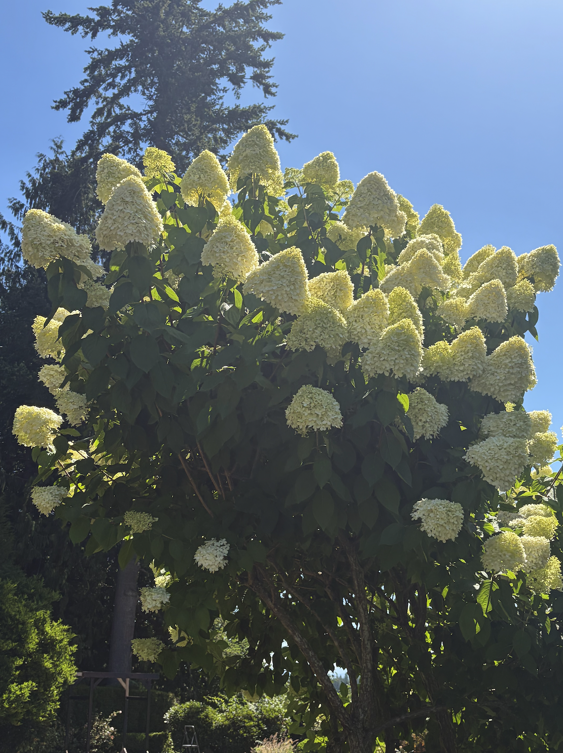 A large flowering tree with white blooms against a blue sky, with other green trees and bushes in the background.