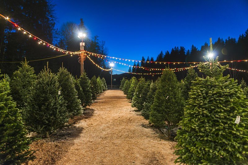 🎄 🎄 🎄 CHRISTMAS TREES ARRIVING NEXT WEEK 🎄 🎄 🎄 

Saturday, November 22nd will be our first day of Christmas Tree Sales! 

Location: 11382 Highway 22, Calera, AL
Phone: 205-410-6550
Caleralandscapesupply.com