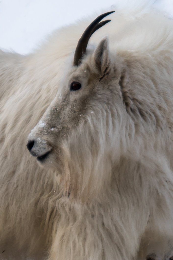 mountain goat profile.jpg