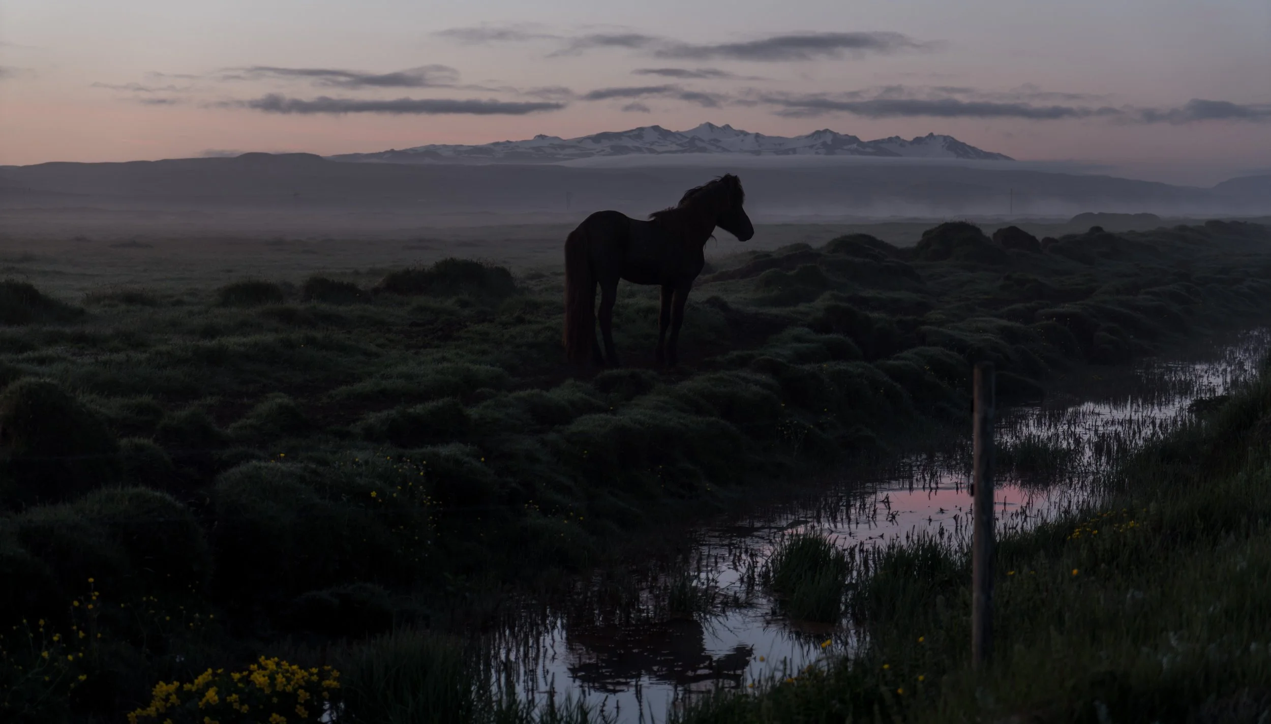horse reflects.jpg