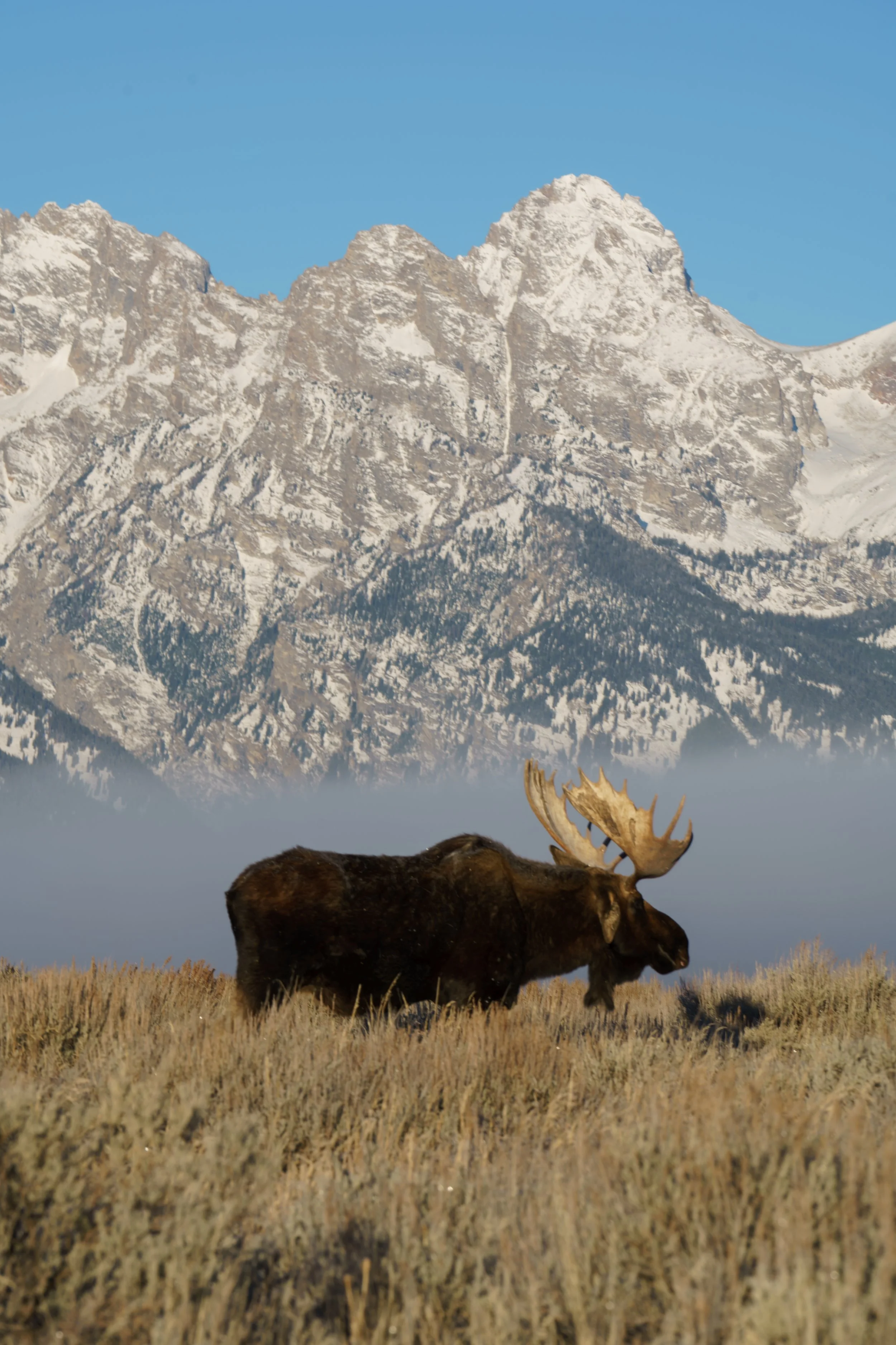 Moose solo I.jpg