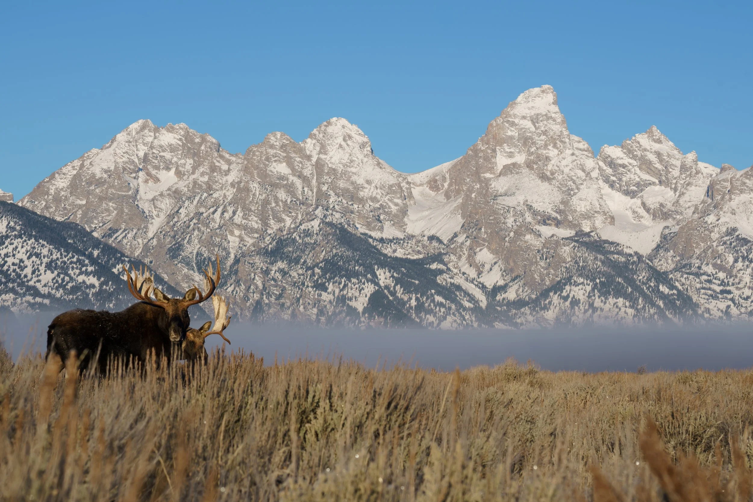 Moose two tets II copy.jpg