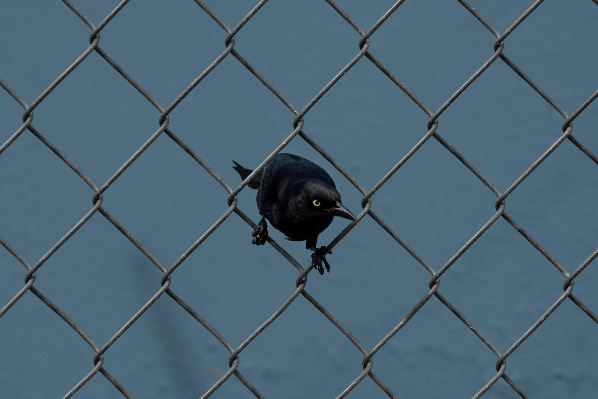 A black bird with yellow eyes perched on a chain-link fence against a blue background.