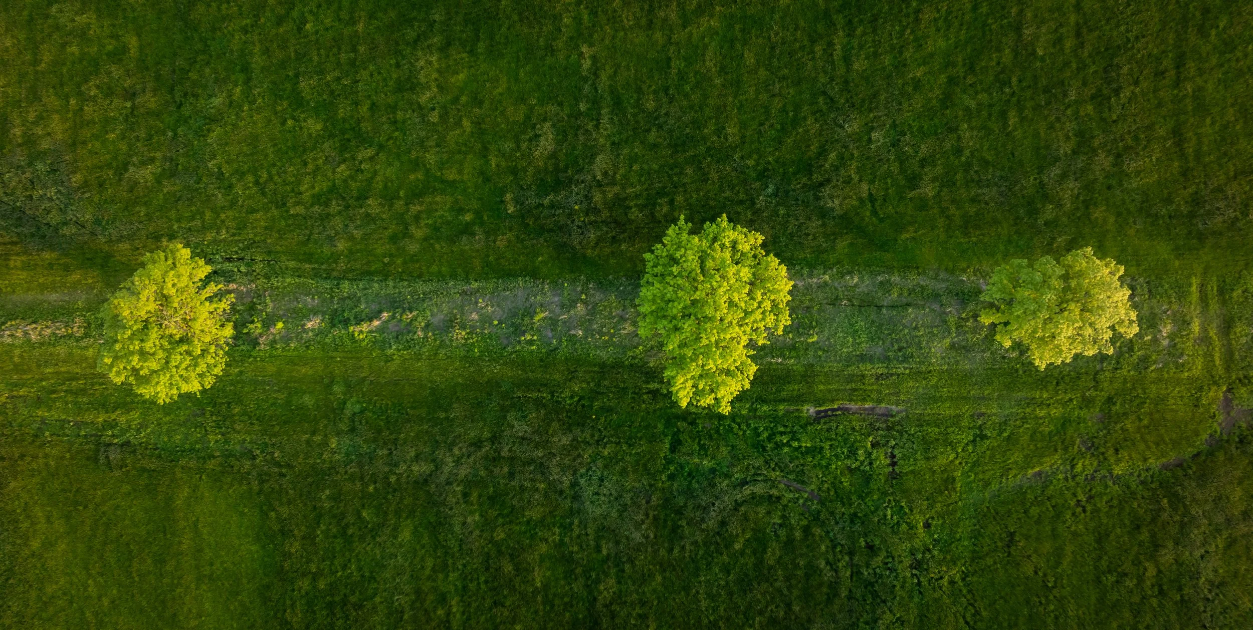 tree tops copy.jpg