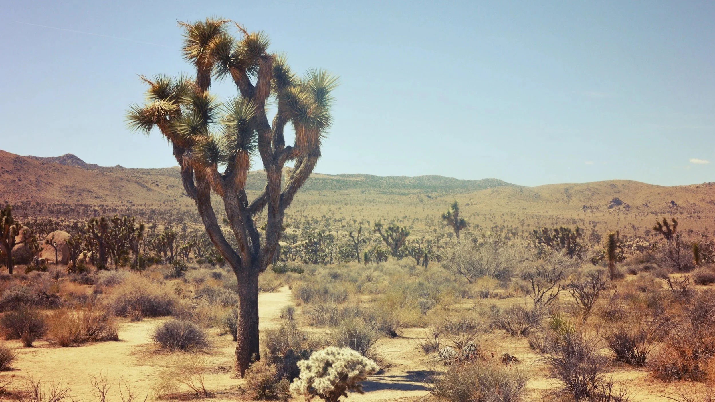 A darkened scenic photo of a desert landscape with a prominent Joshua tree near the center view.  "High Desert Goods: Espresso Bar, Wine & Spirit Shop" is visible in a light pink font over the photo.