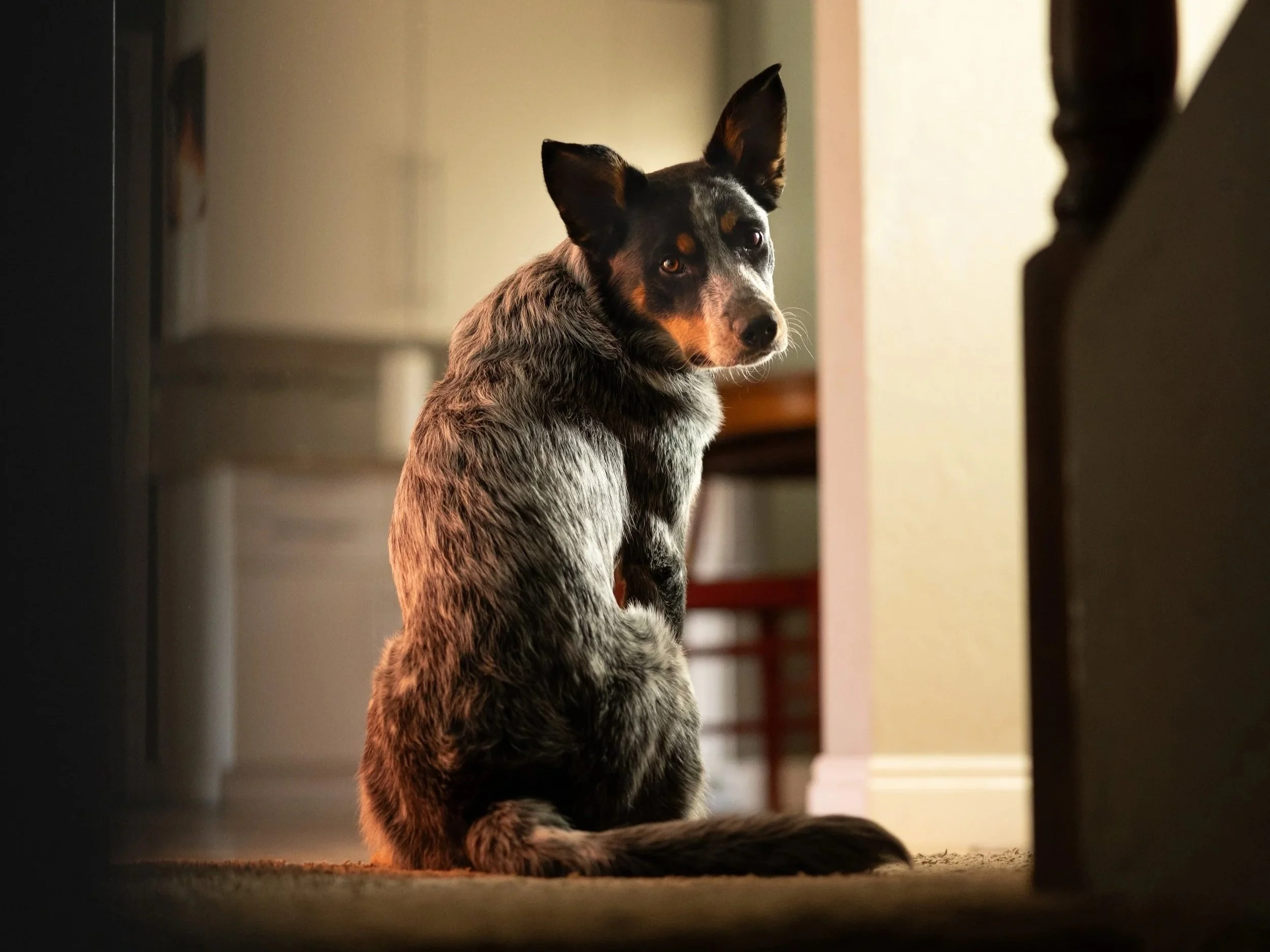 Trust with your dog begins at home