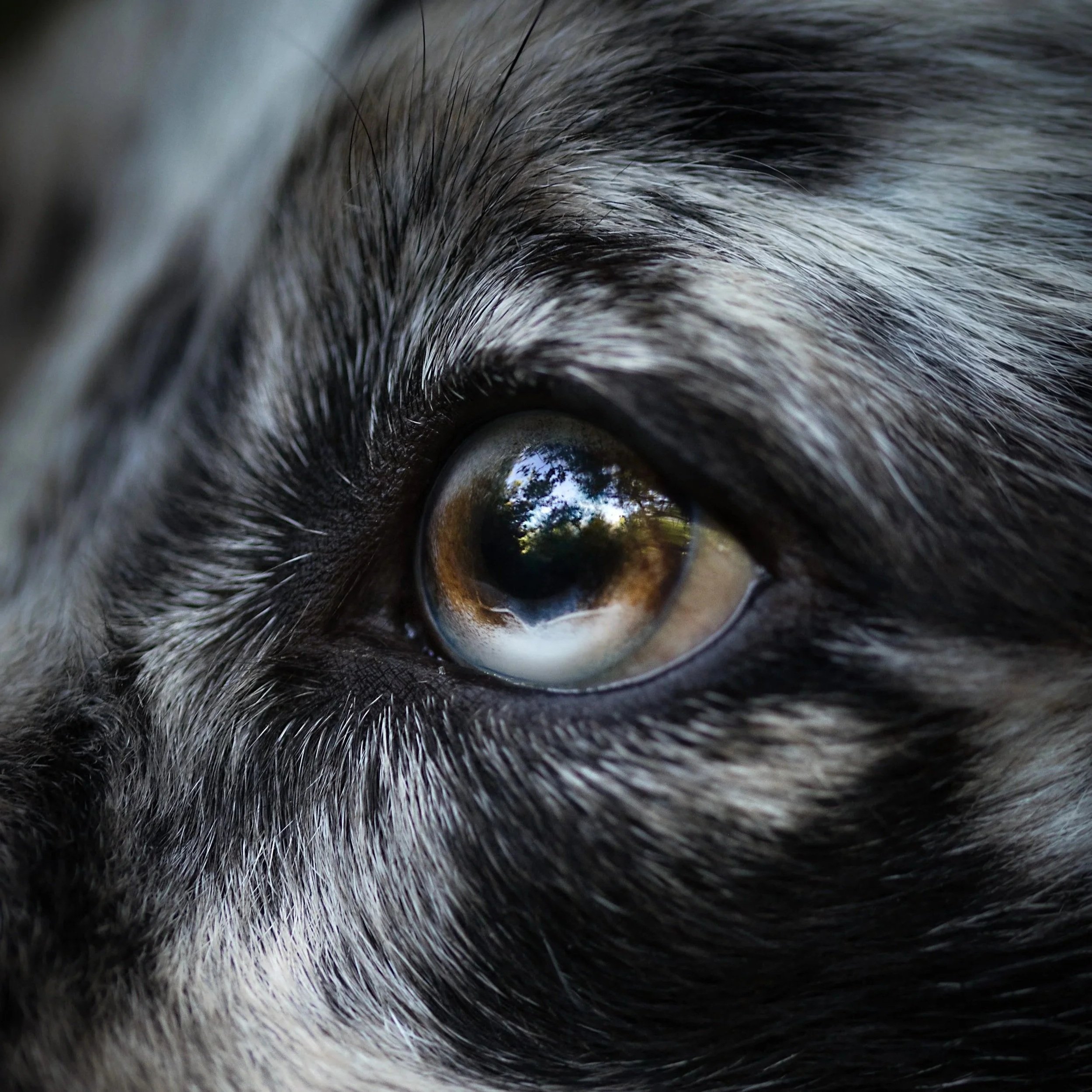 Nova2_EYE1_03.jpg