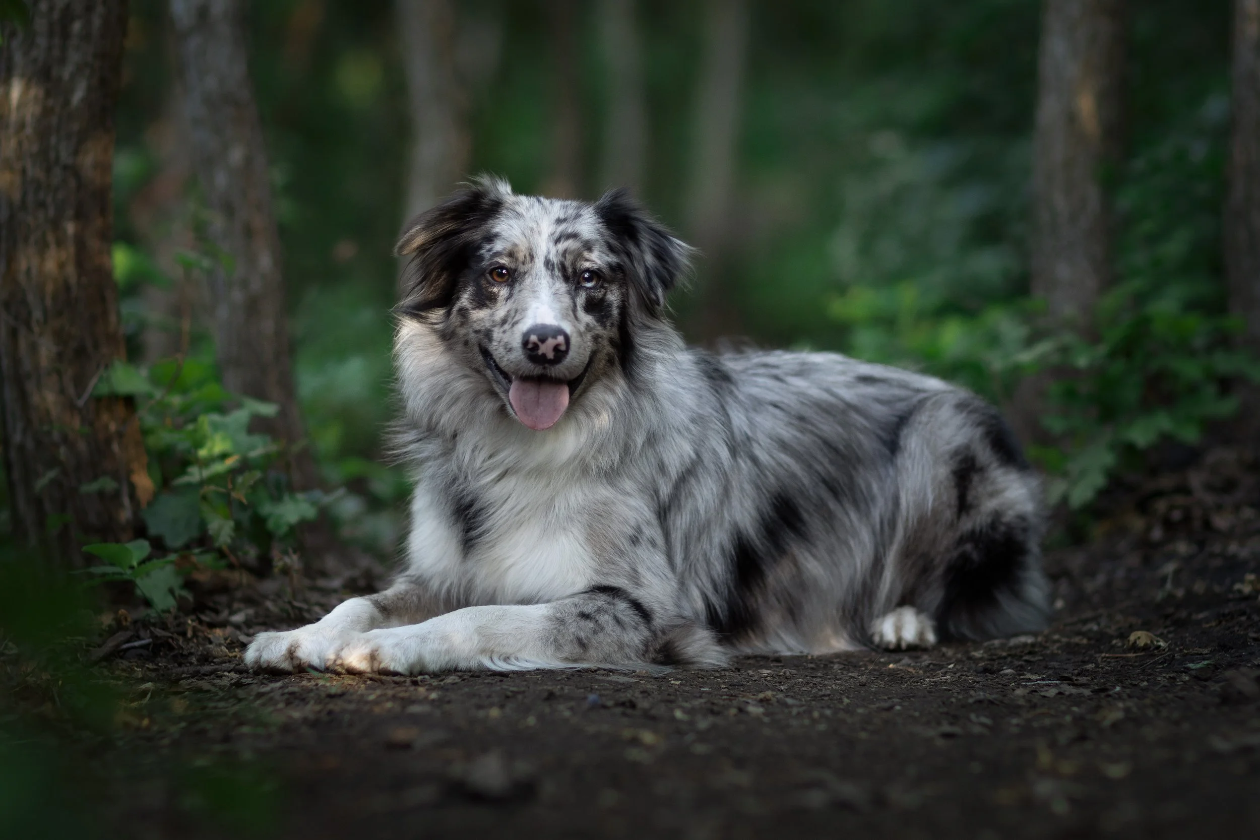 A merle-colored Australian Shepherd dog lying outdoors in a forested area with tall trees and green foliage.