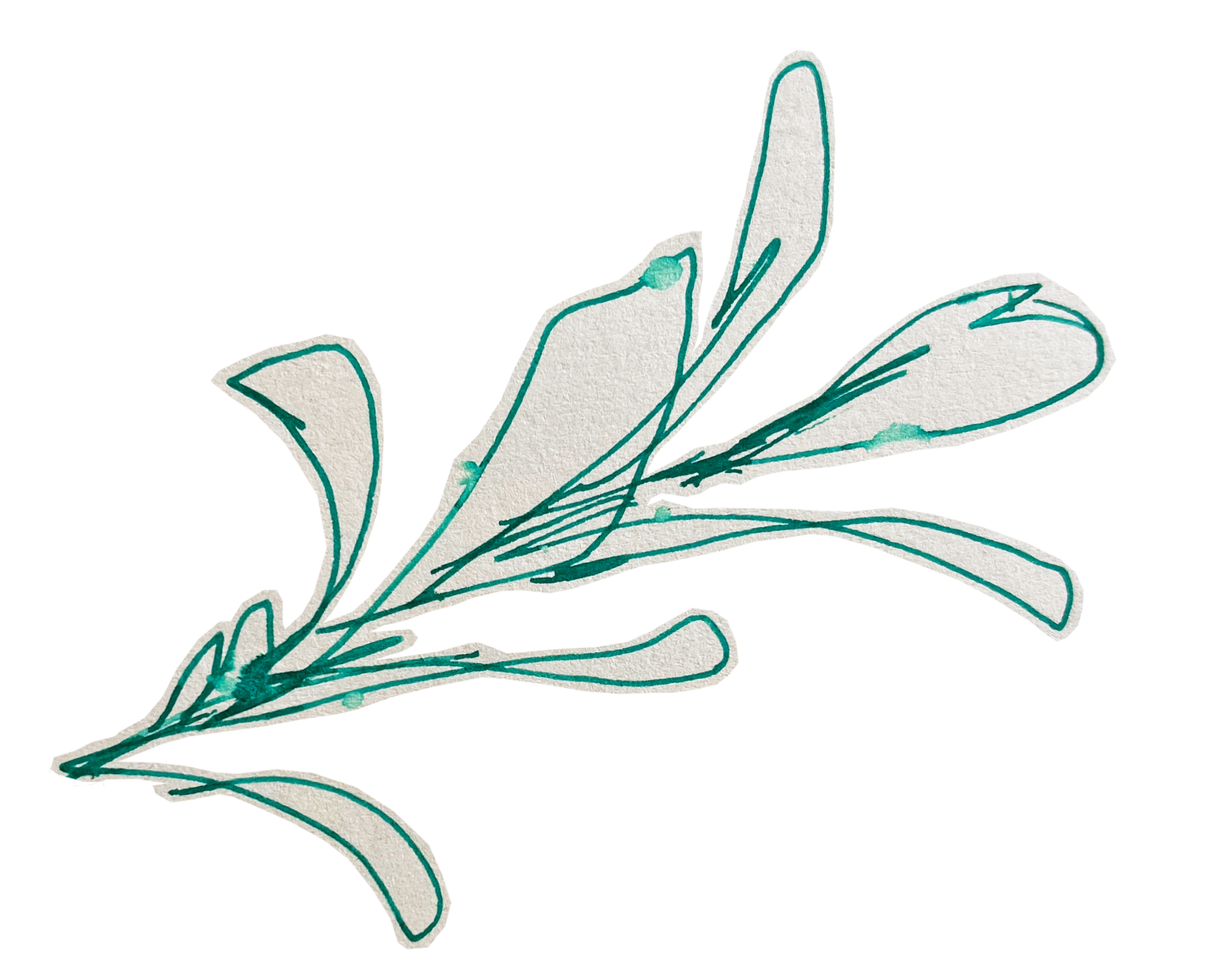Illustration detail of an olive branch. Green pen, interrupted by droplets of rain, adorn Lara Sheehi’s picture.