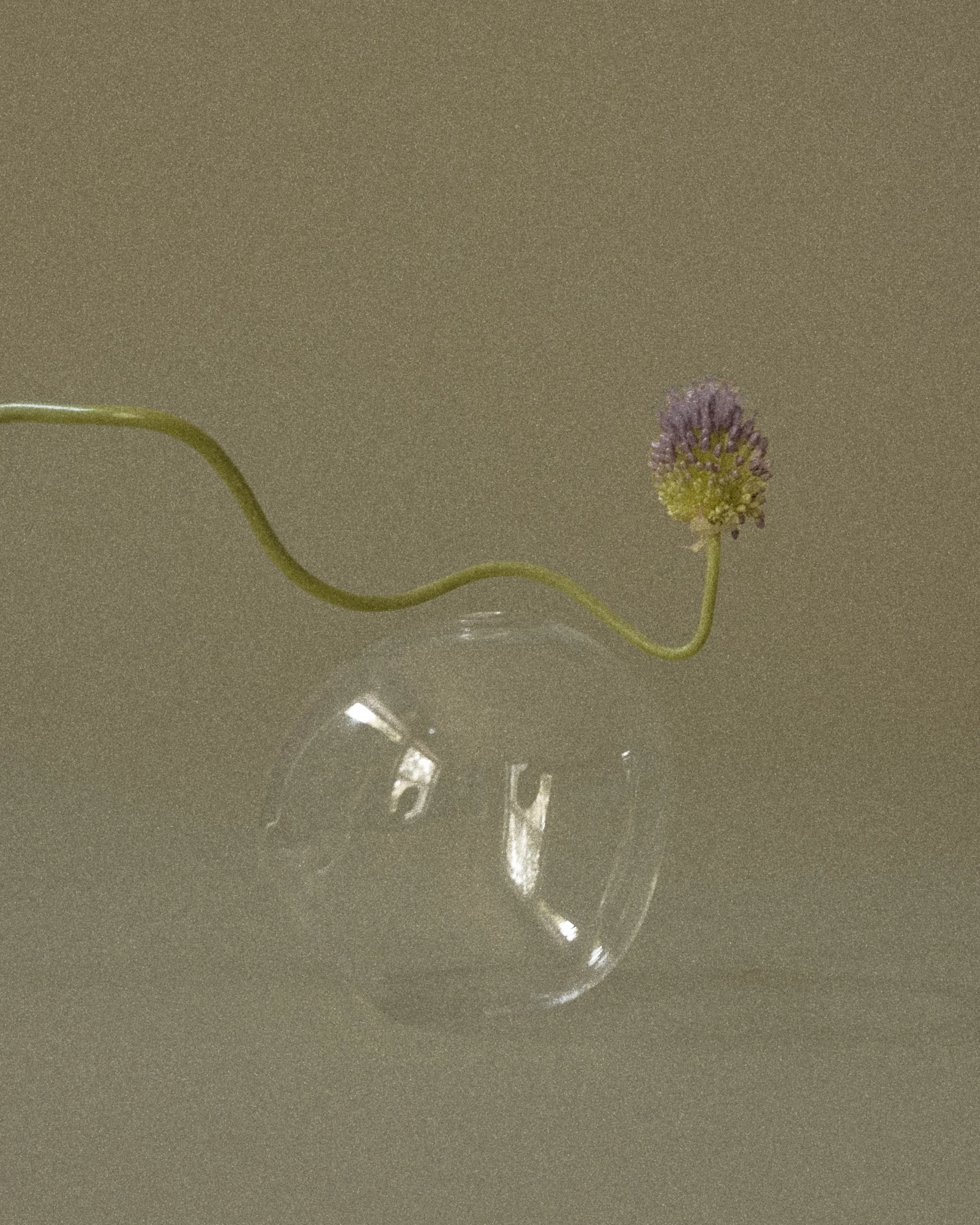 Domenica Agostino Leibowitz - Glass Objects & Florals 10.JPG