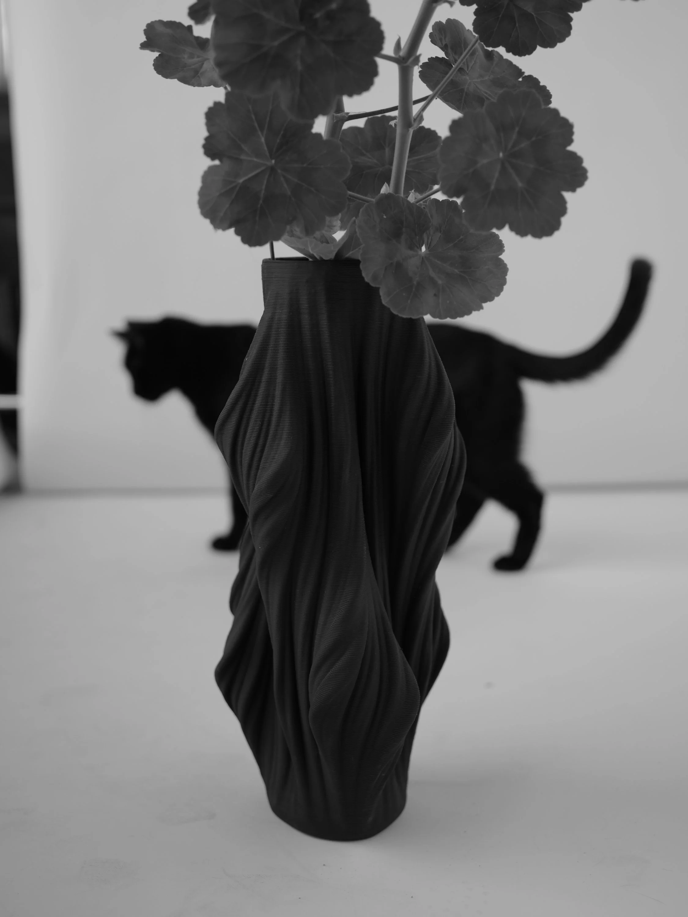 Domenica x Margo Kitty.JPG